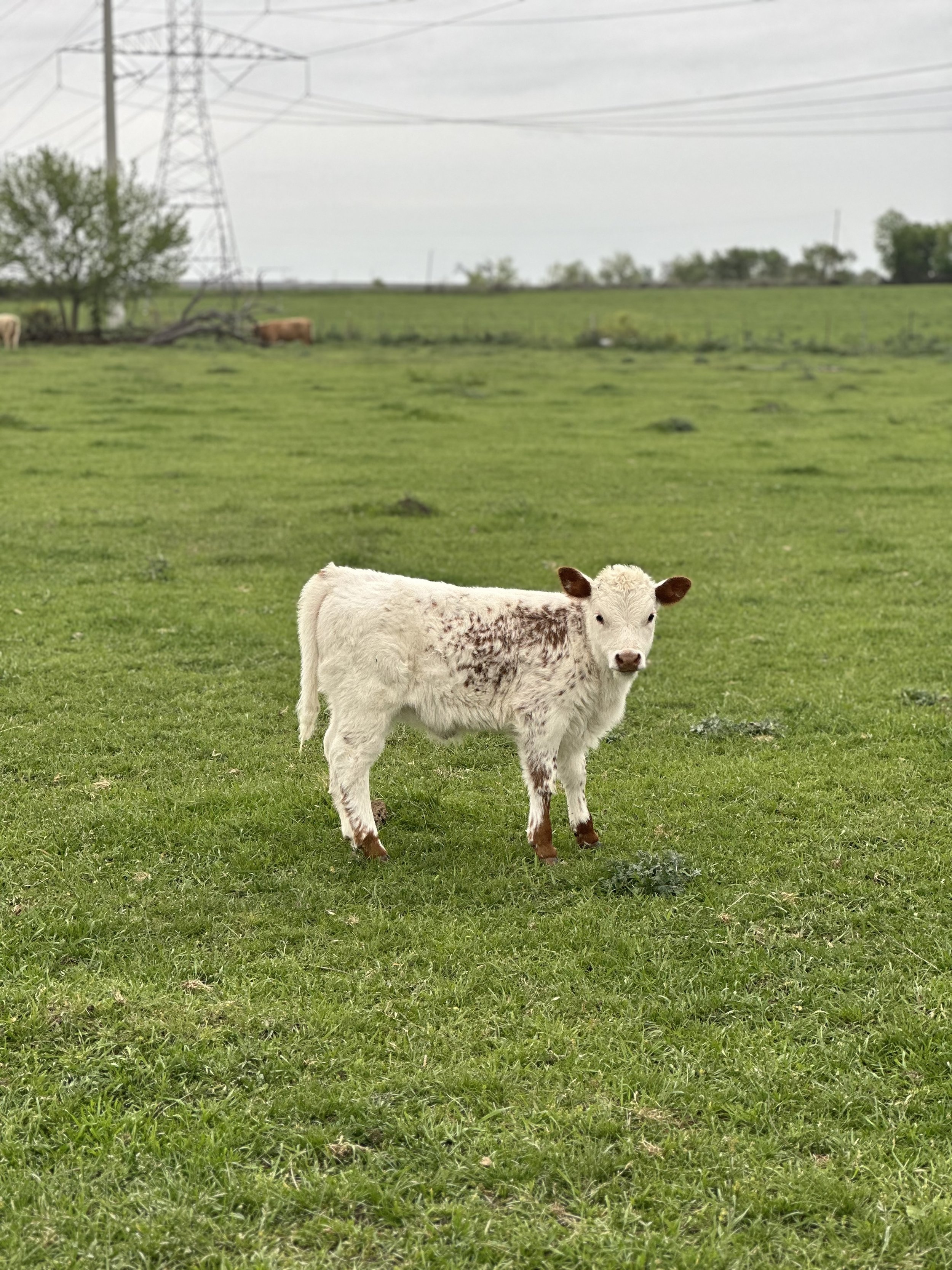 Jazzy - $7,500 Heifer