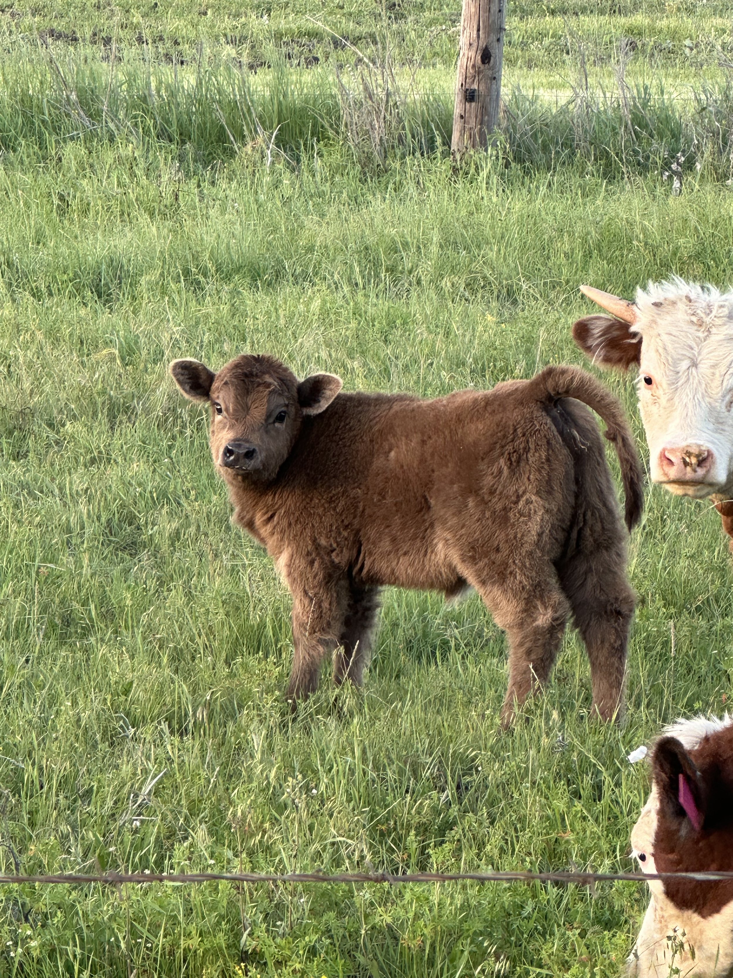 Toni - $4,000 Heifer