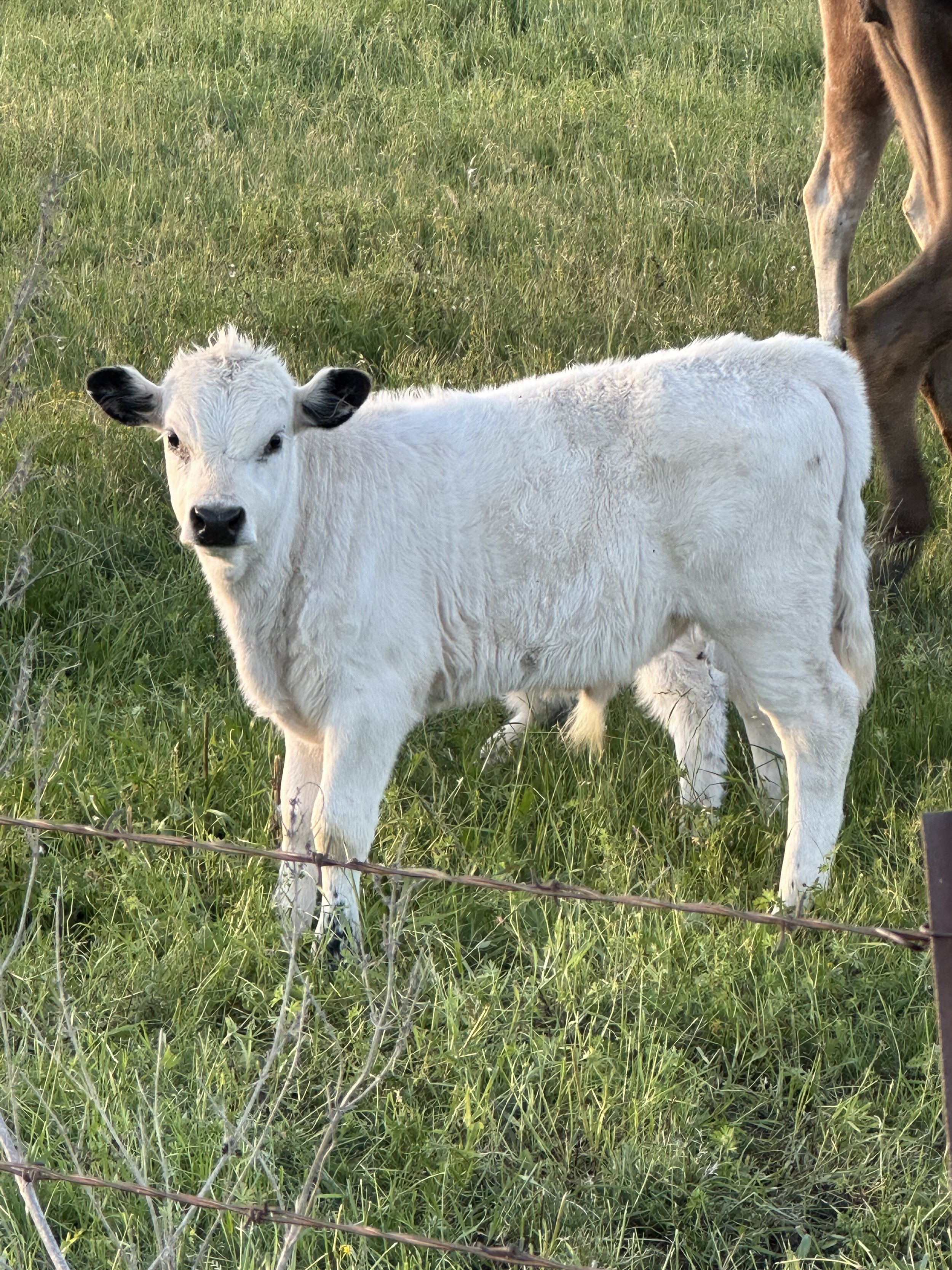 Rock - $1,800 Bull/Steer