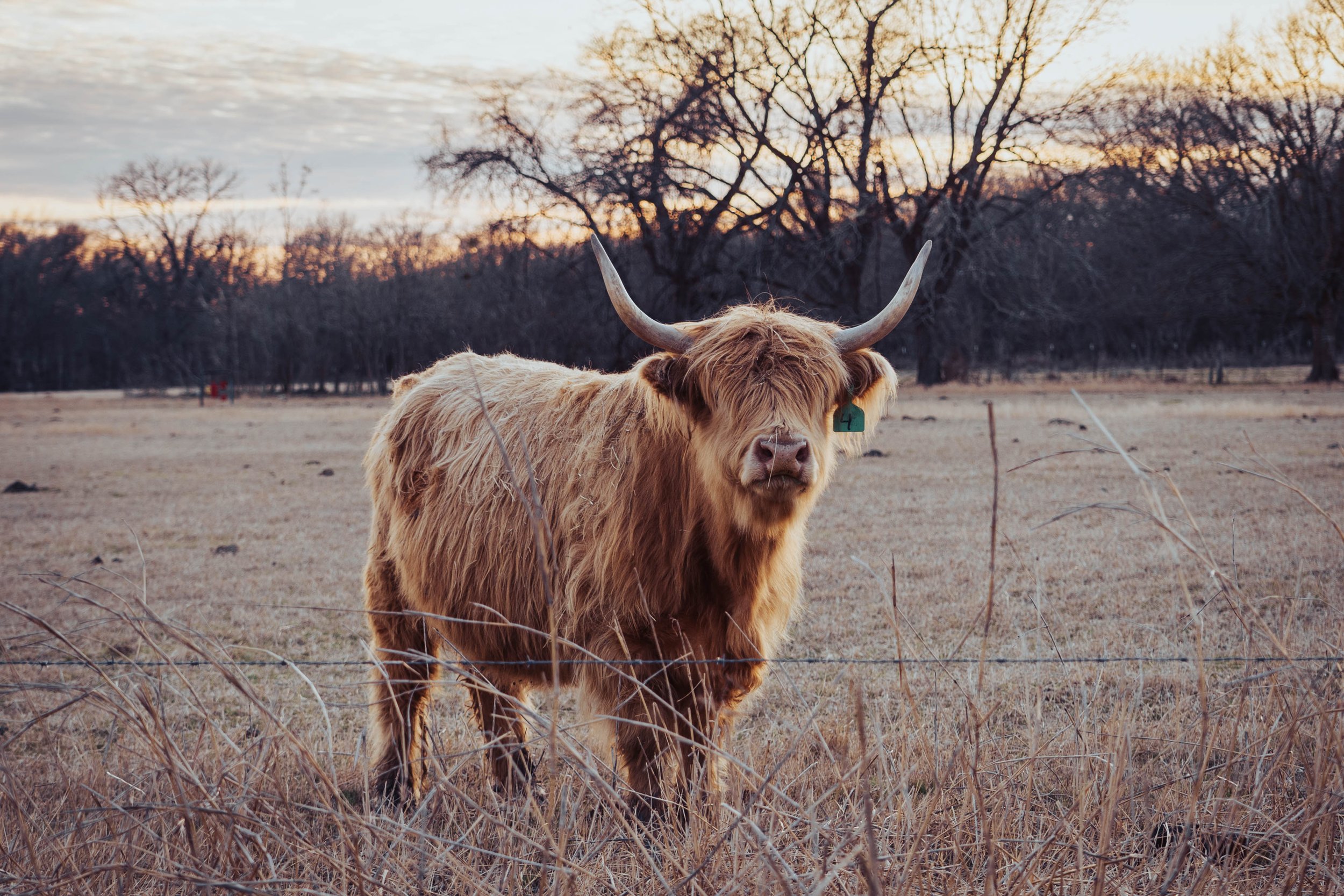 Big Mama - $8,000 Bred cow