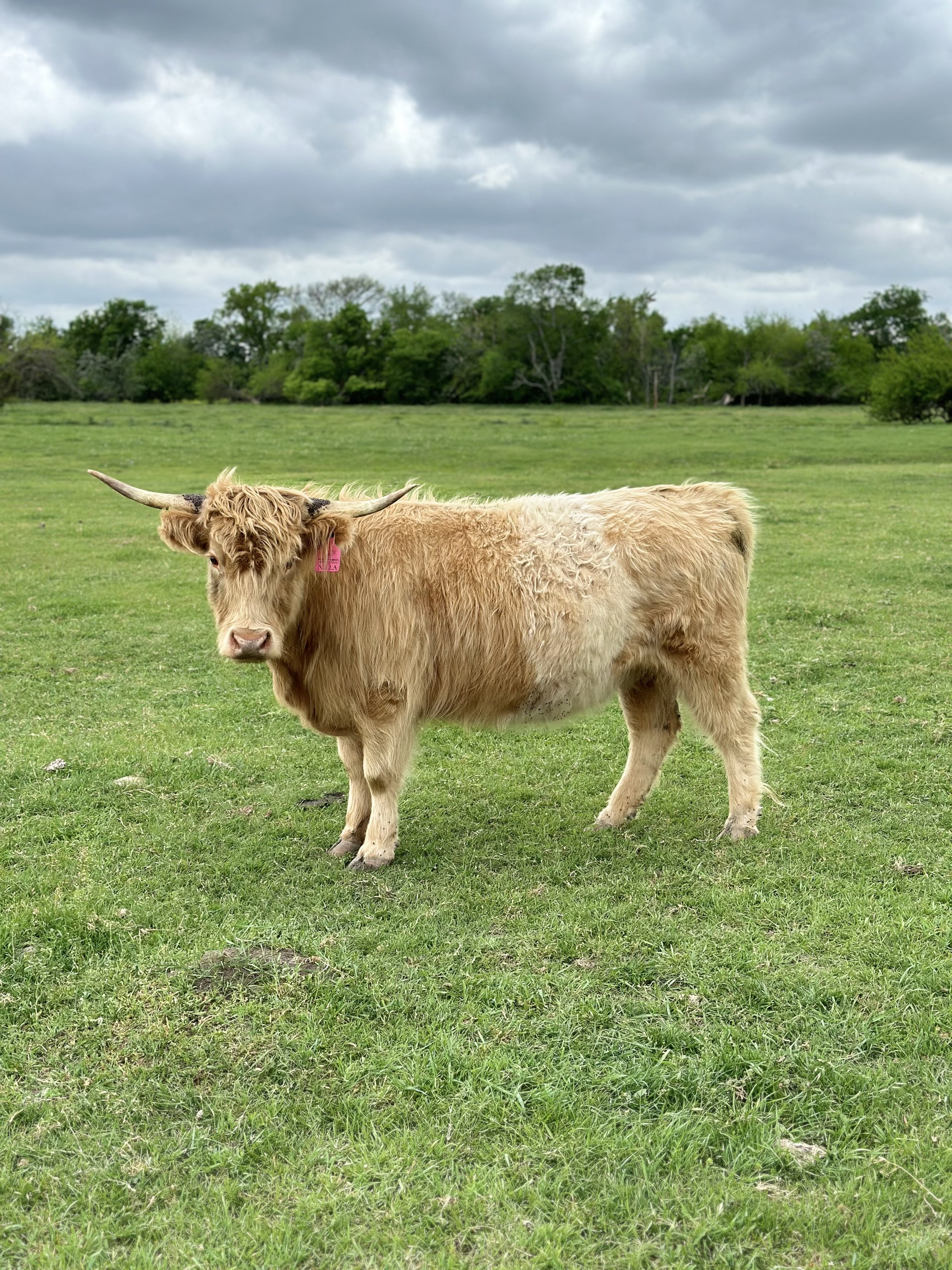 Nilla - $6,500 Heifer