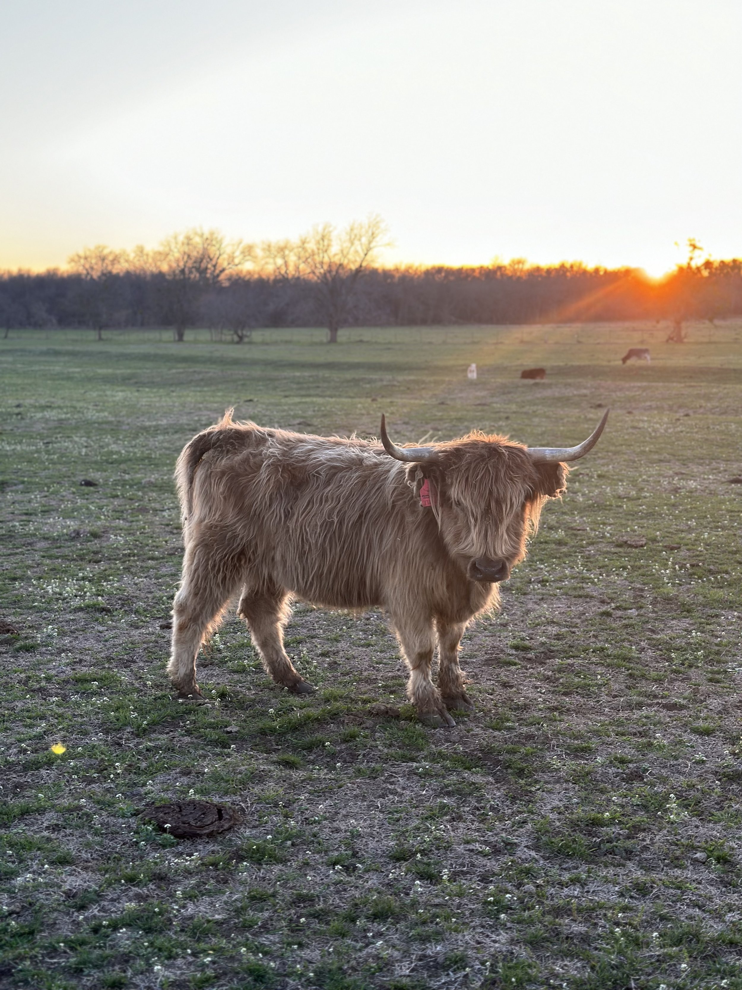 Tillie - $8,000 Cow