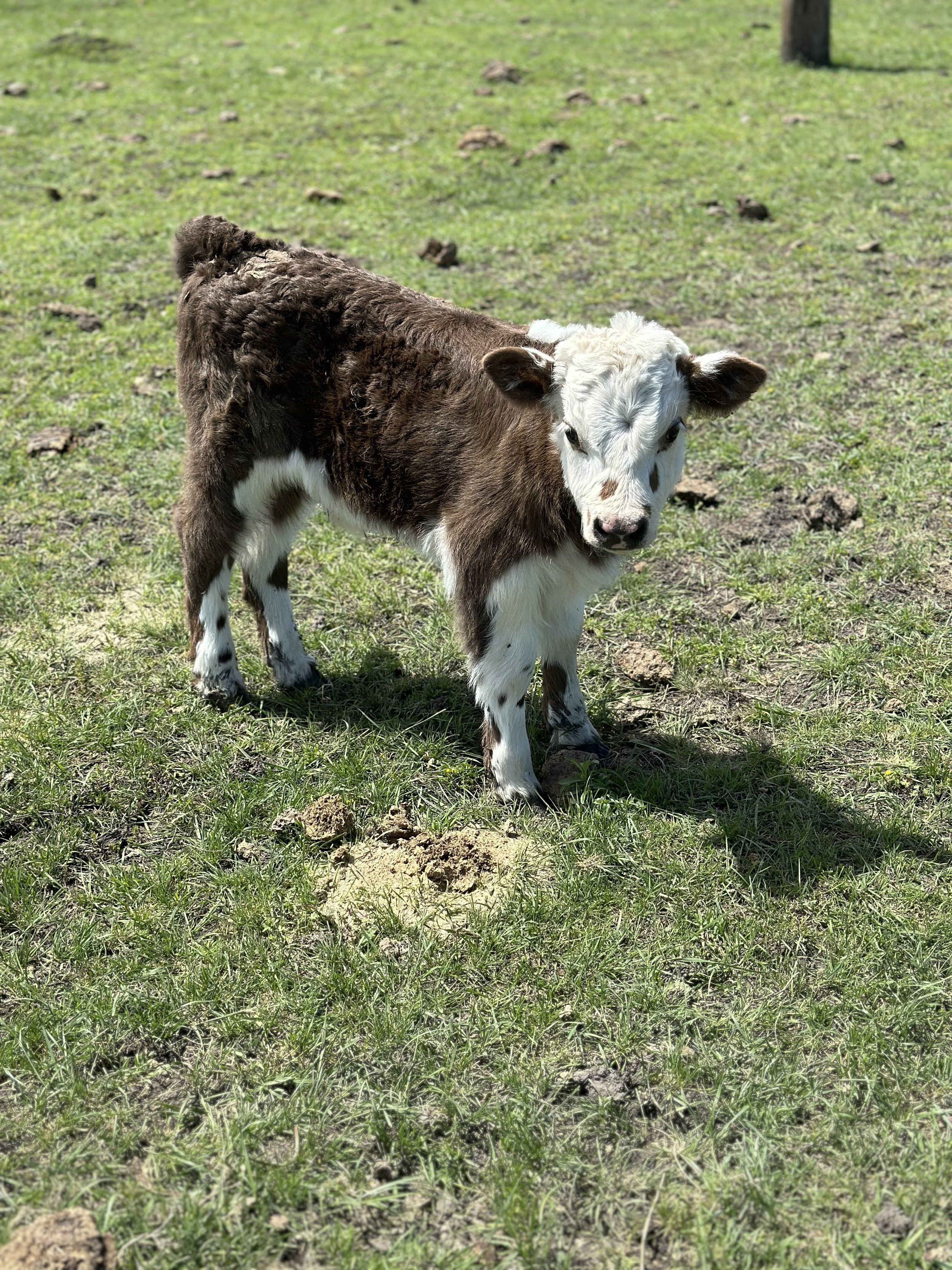 Asher - $6,500 Bull/Steer
