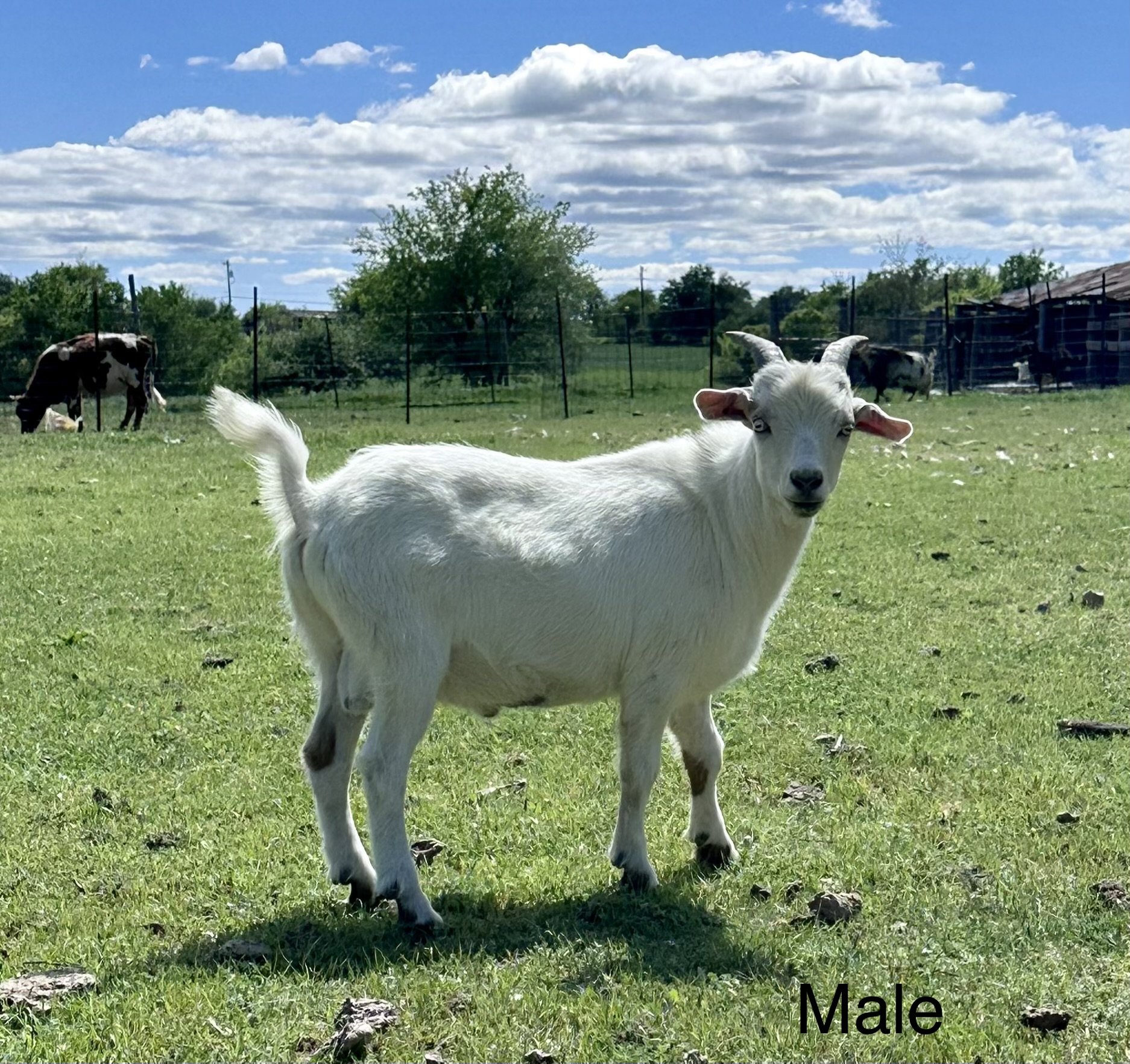 Fainter Buck - $275