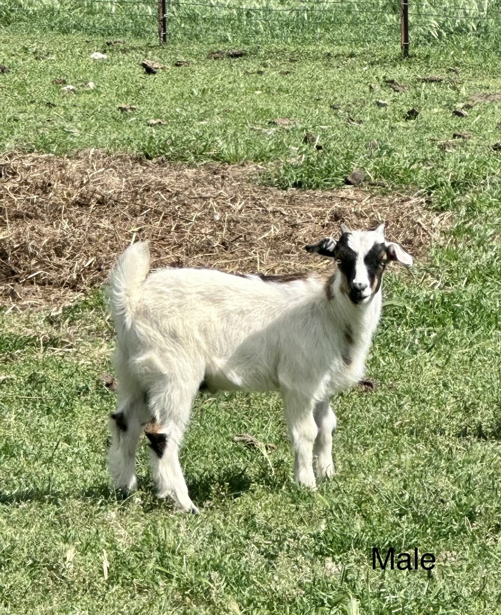 Fainter Buck - $300