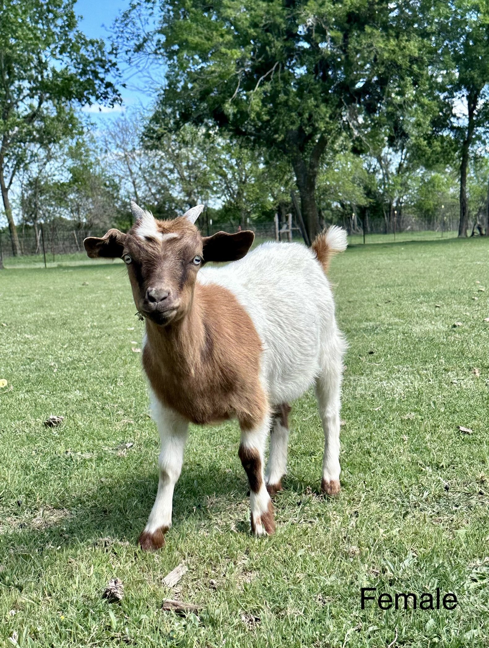 Fainter Doe - $400