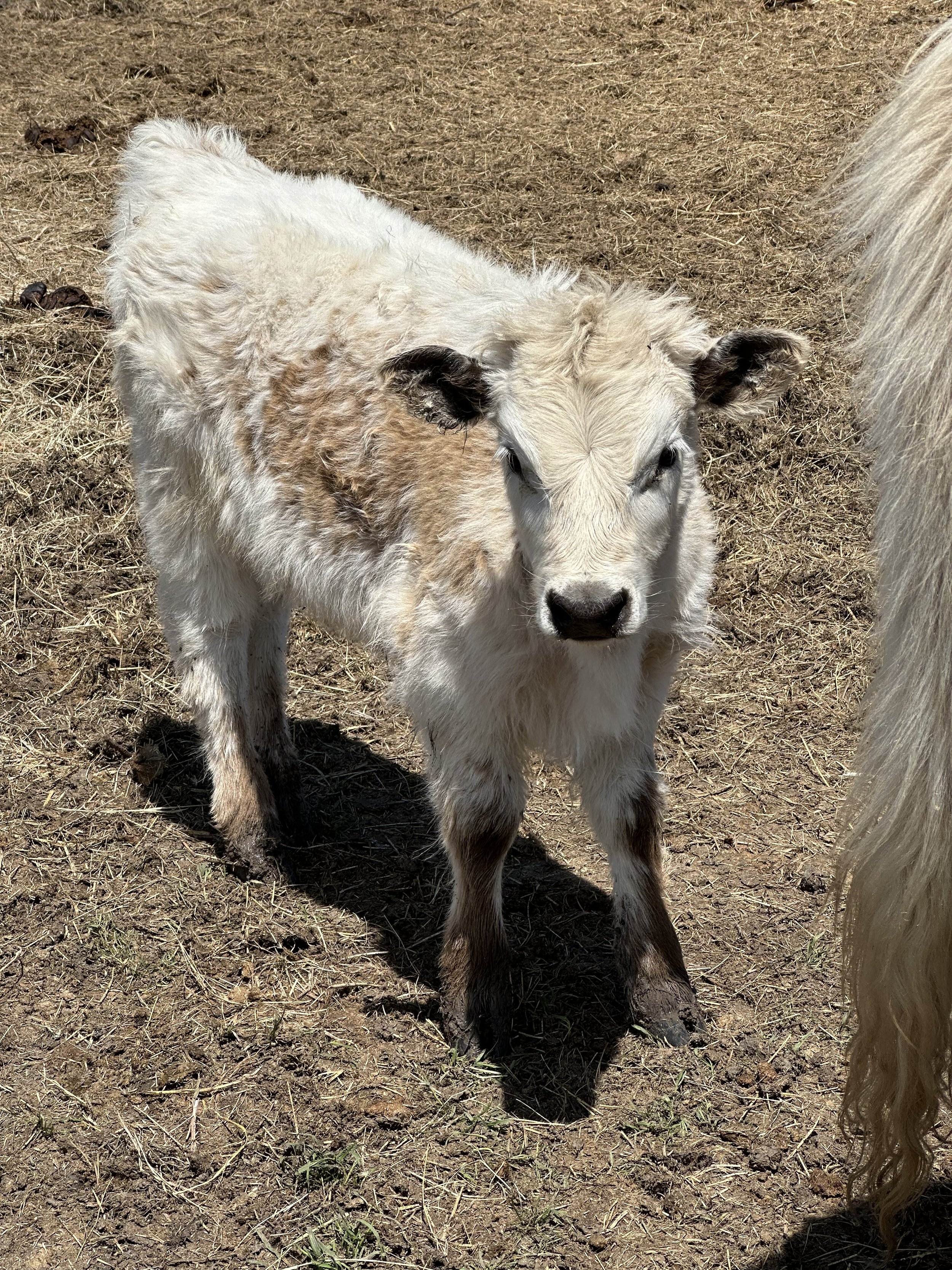 Aspen - $6,000 Heifer