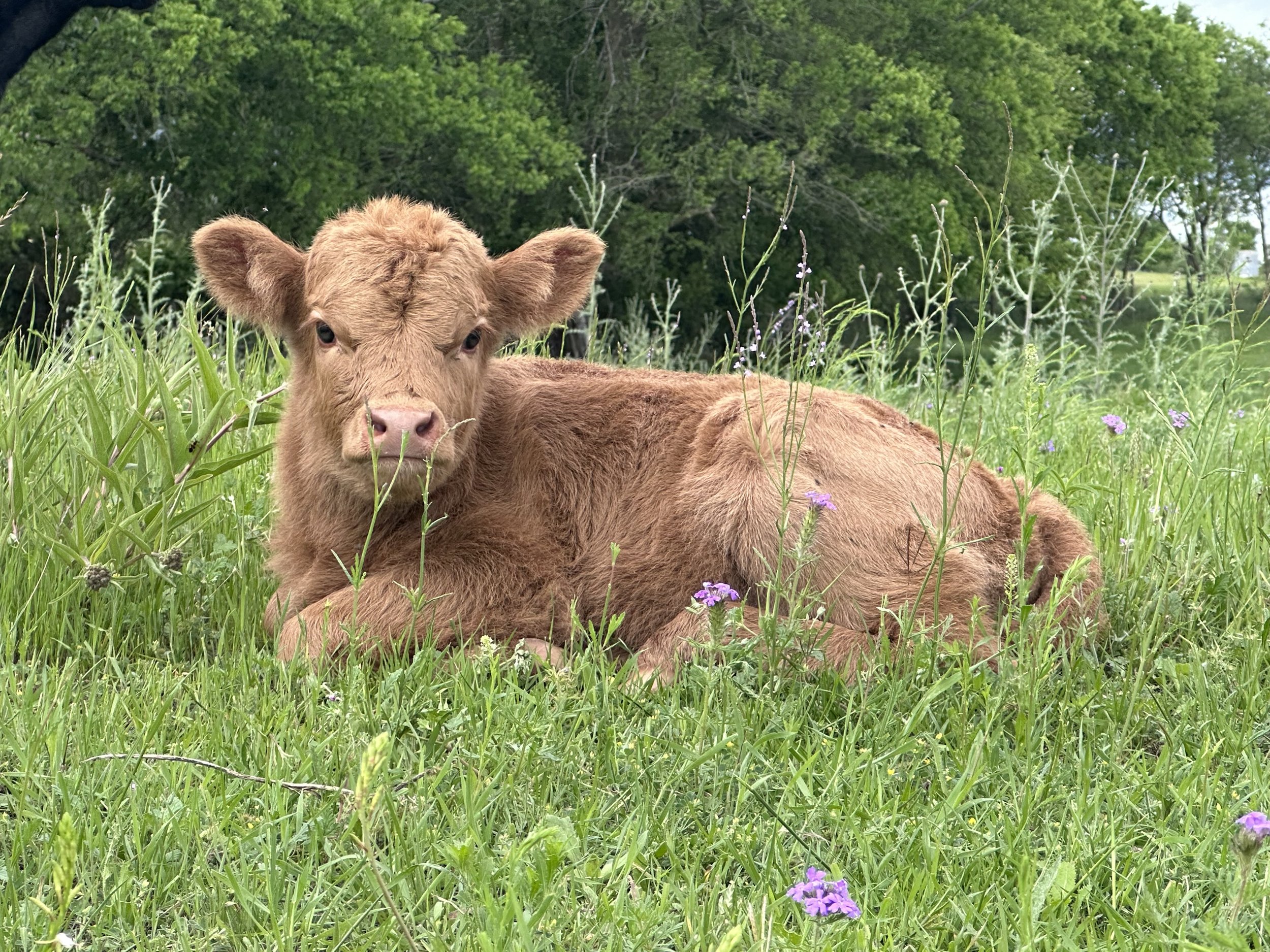 April - $3,800 Heifer