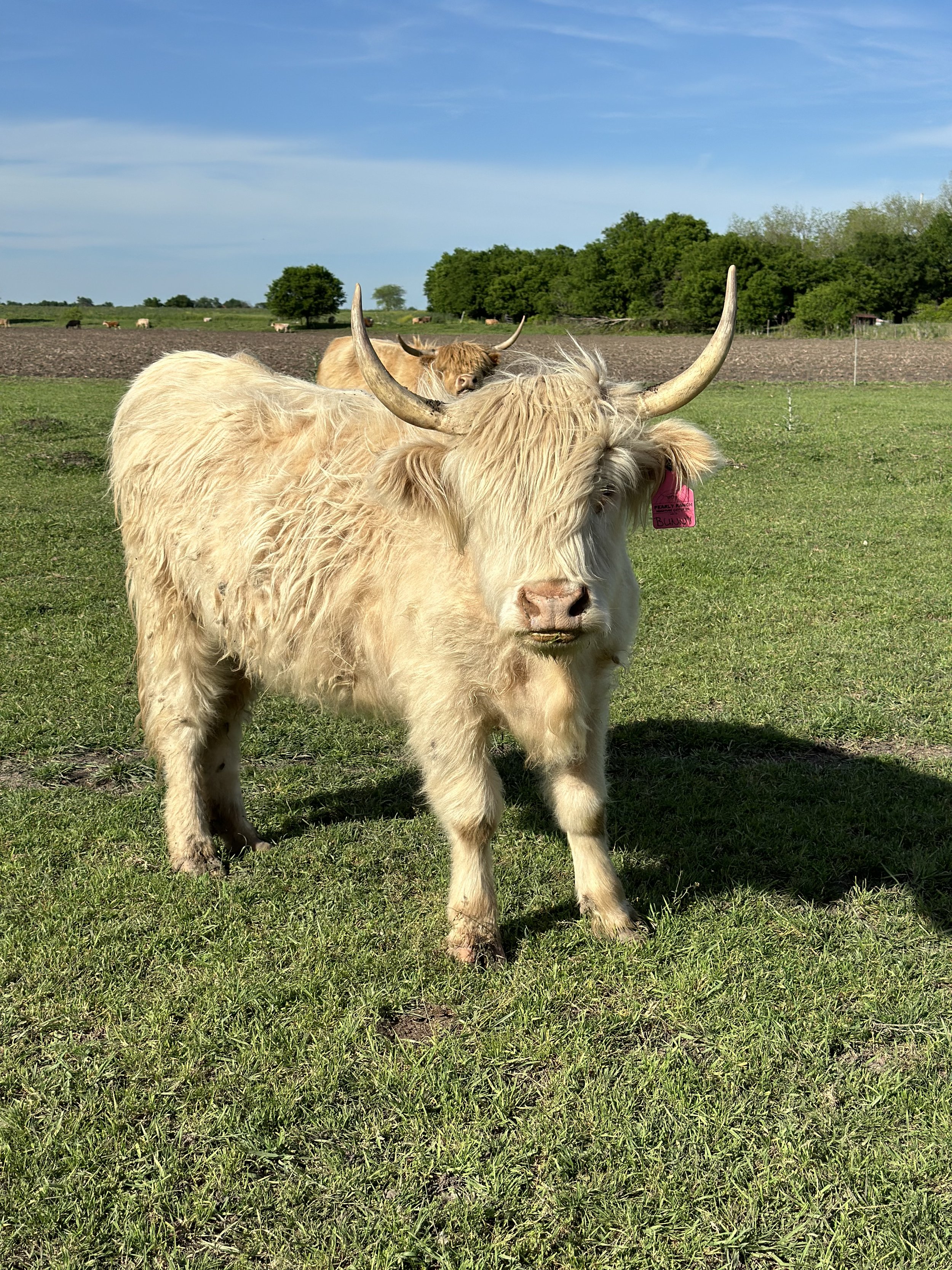 Bunny - $8,500 Heifer
