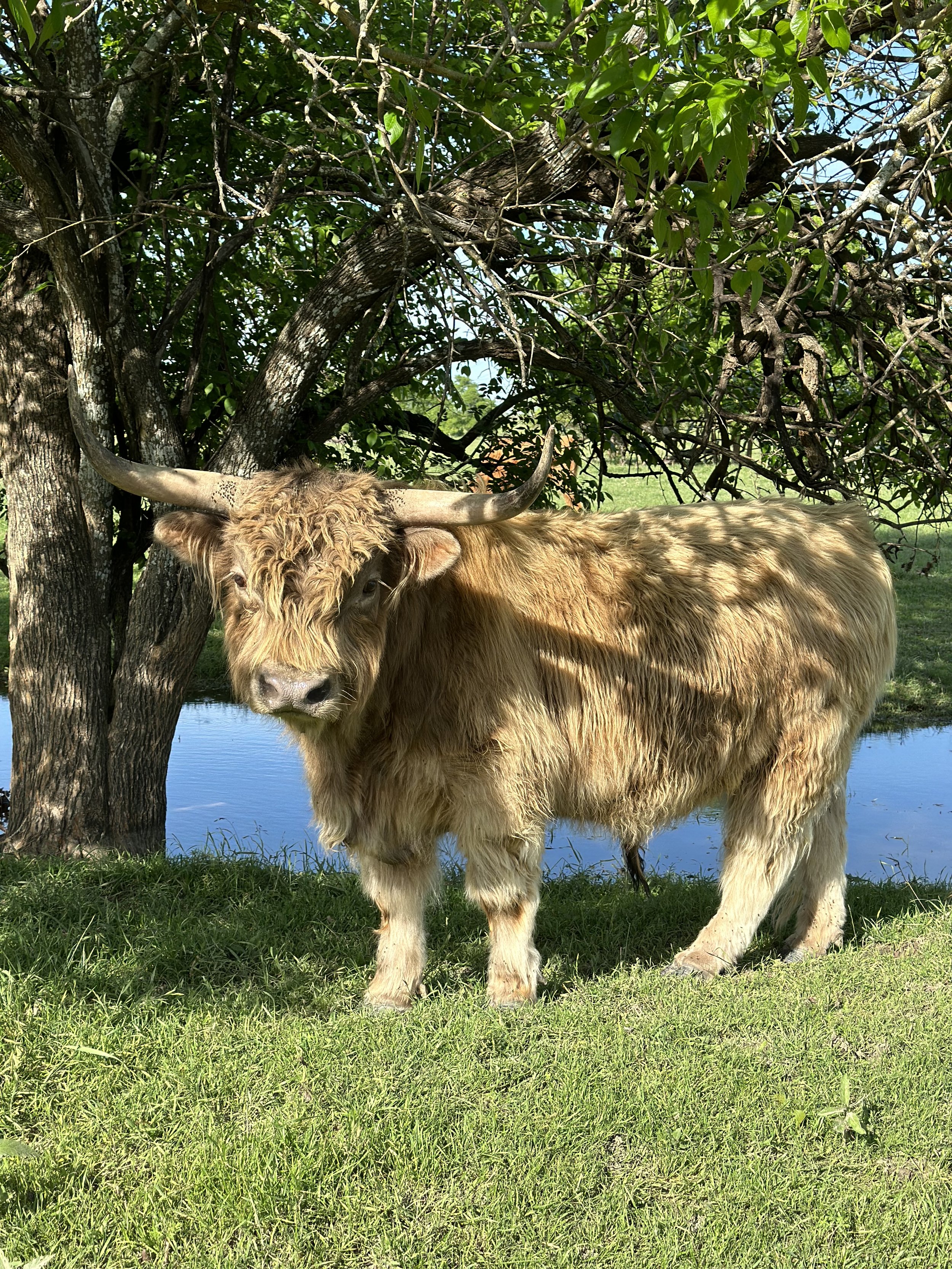 Henry - $3,800 Bull
