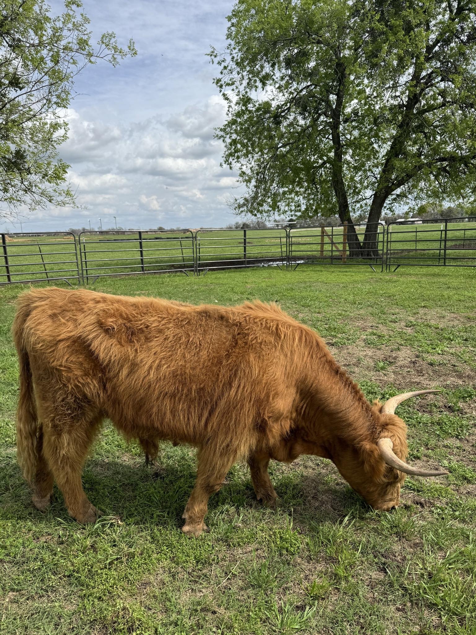 Tazz - $4,000 Bull