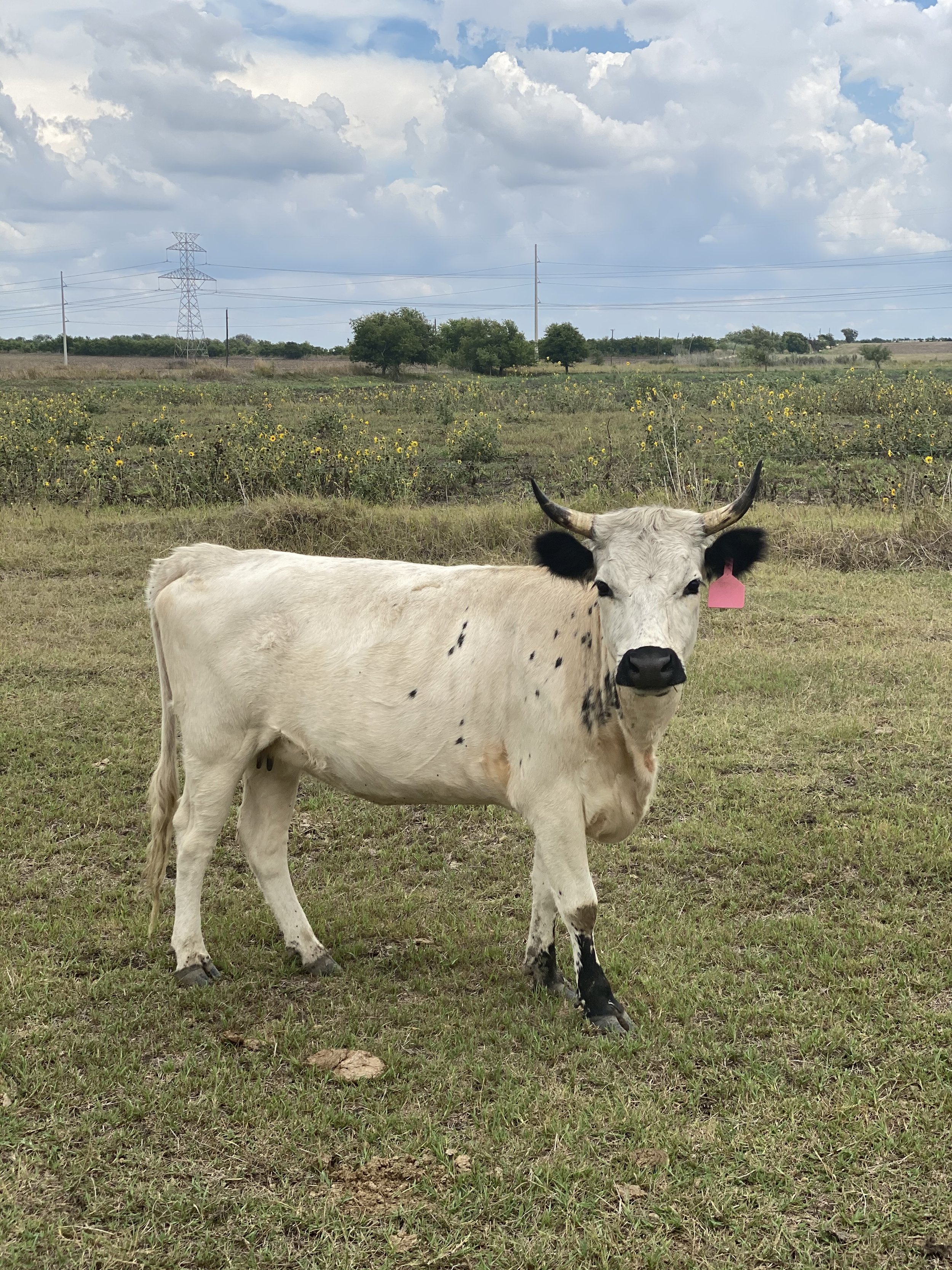 Dolly - $7,000 BRED