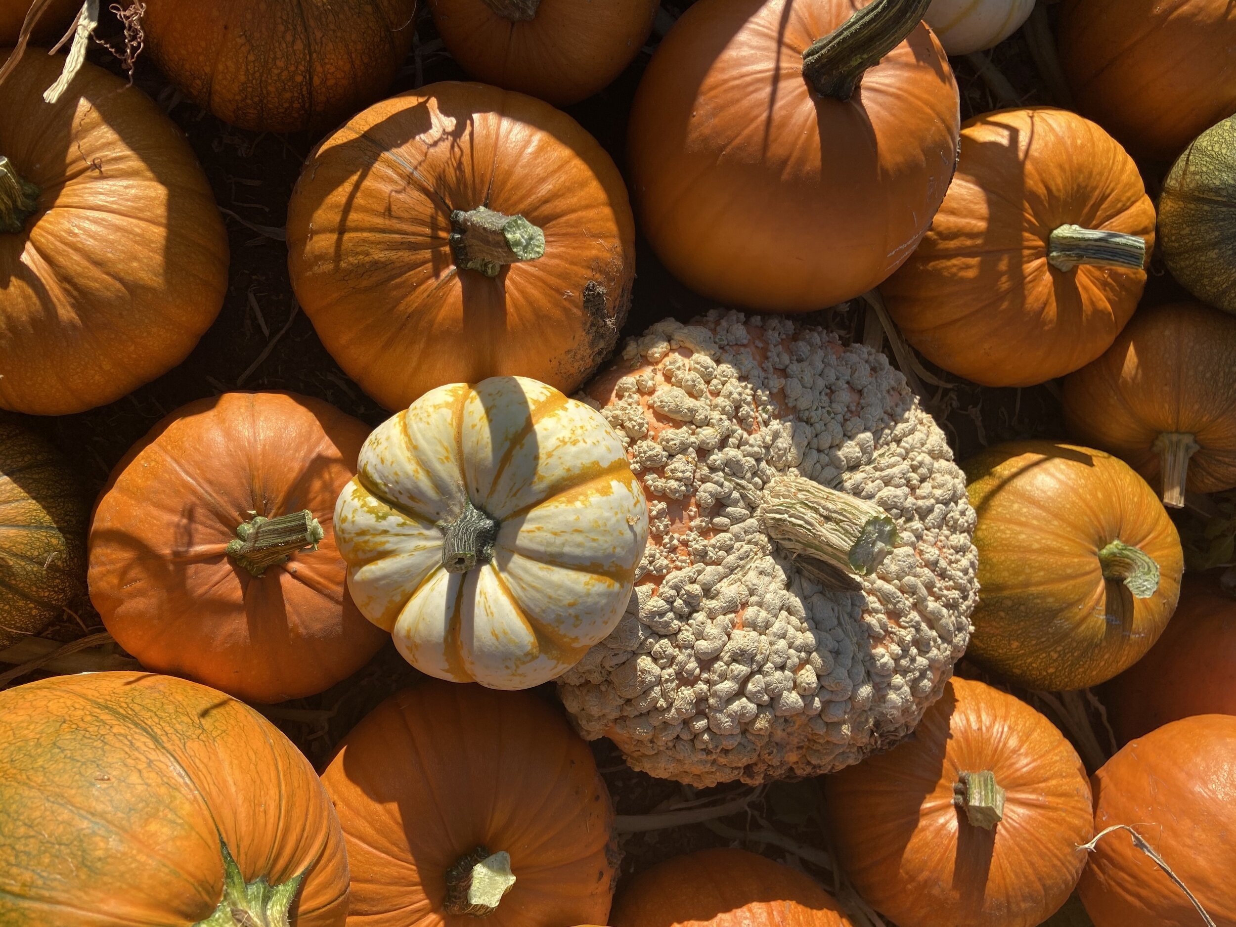 pumpkins.jpeg