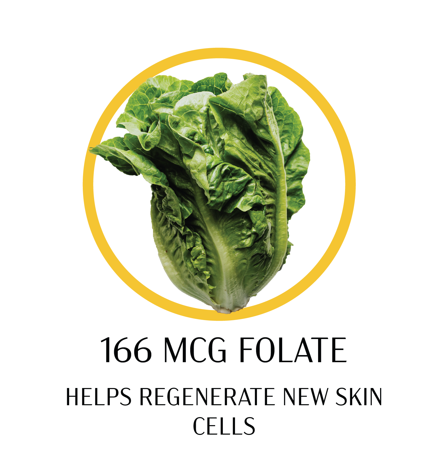 Folate-02.png