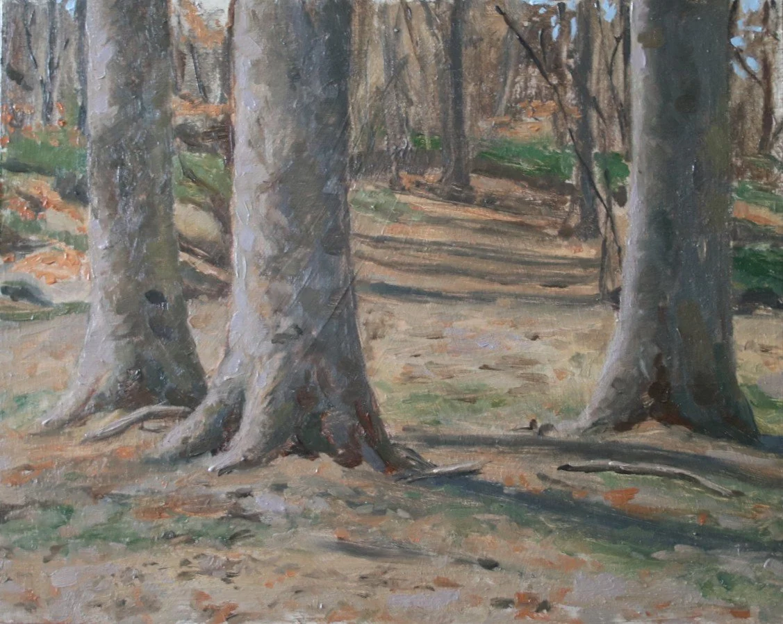 Tree trunks (best).JPG