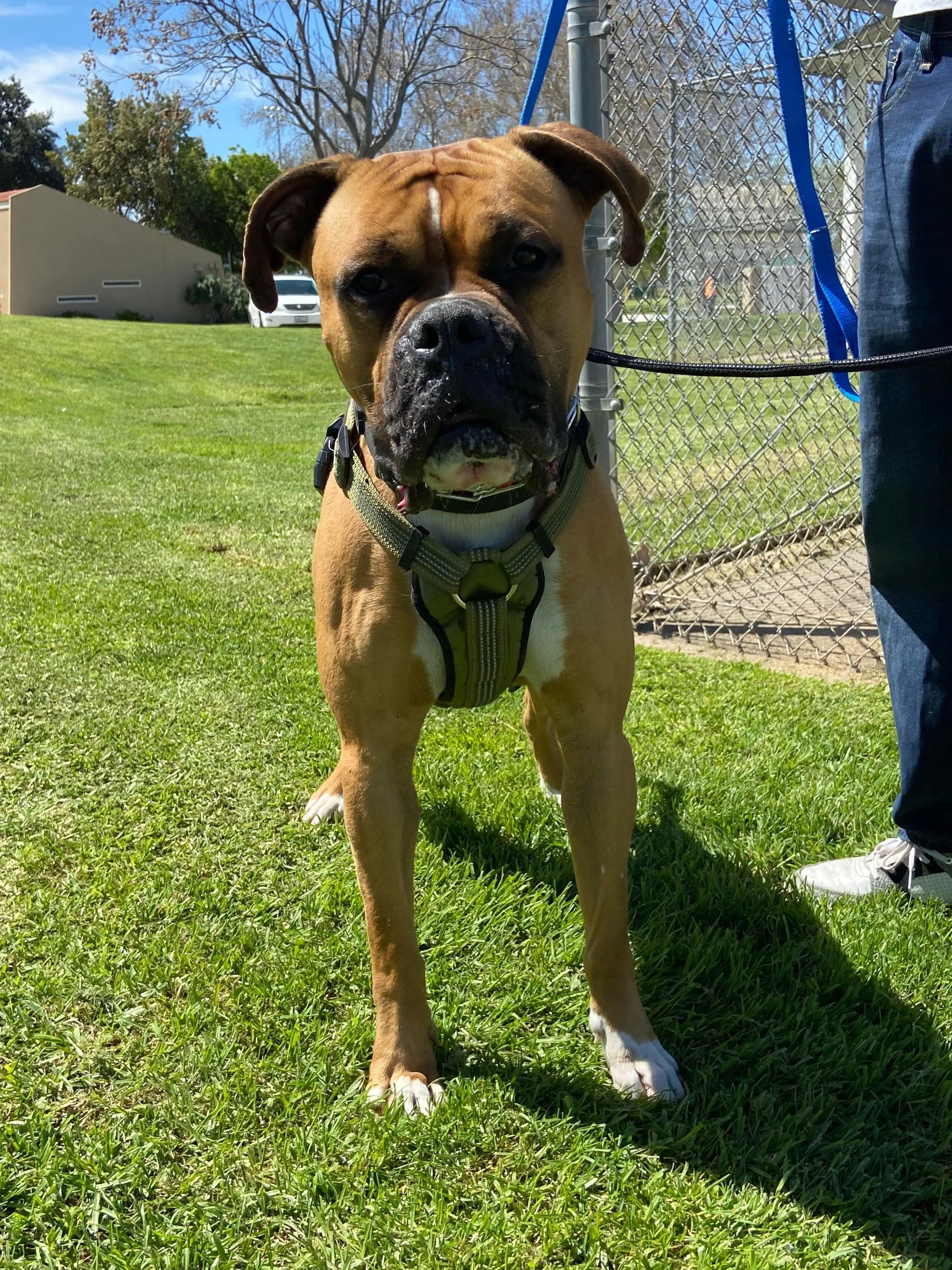 West Coast Boxer Rescue
