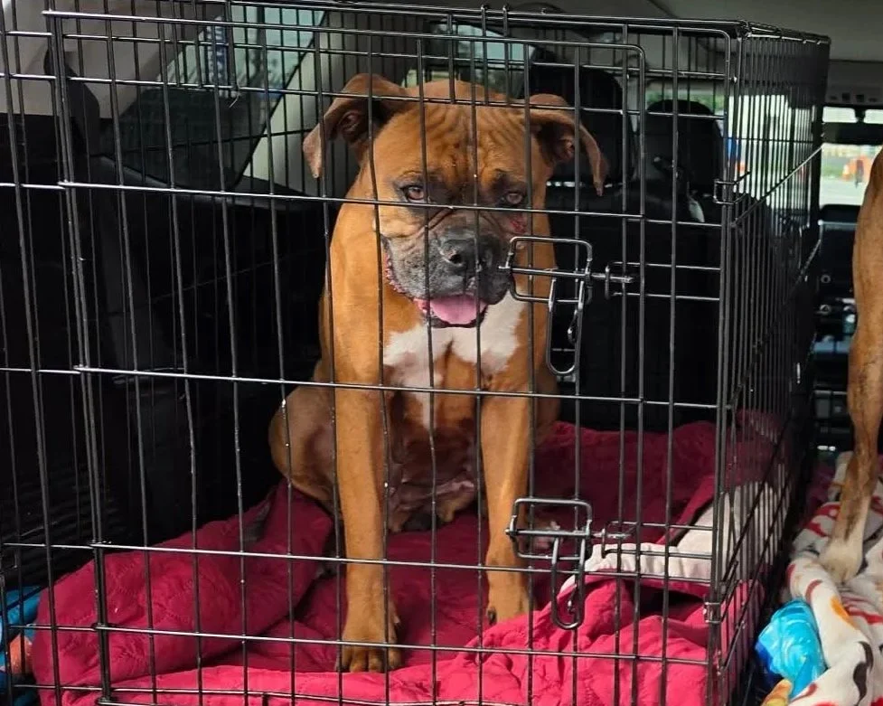  Harmony  - Available!! 