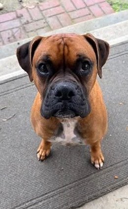  Buddy  - Available!! 