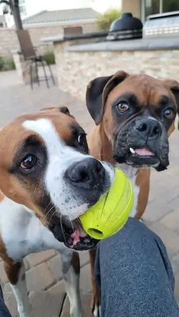Maximus & Sotherby8.jpg