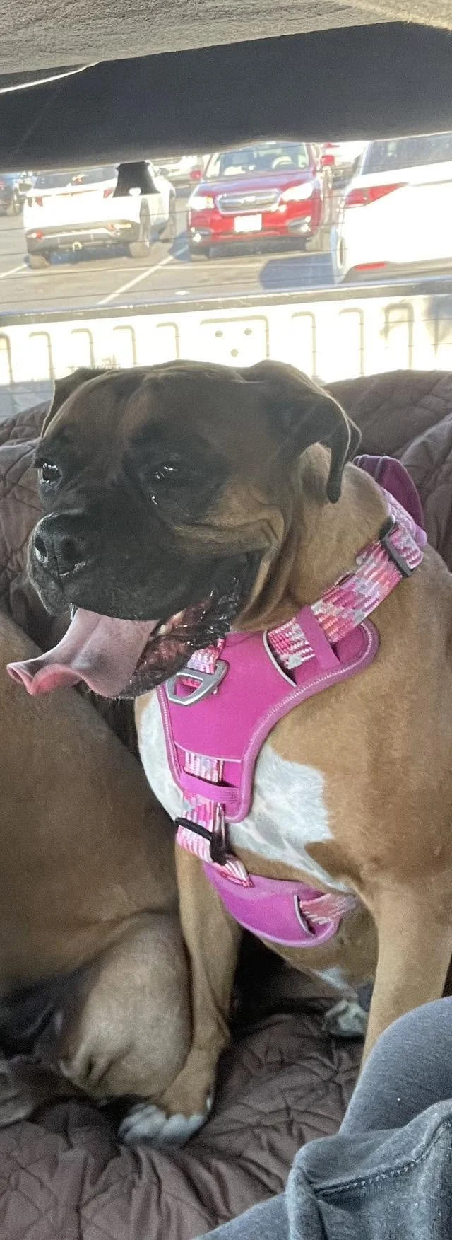 Nala2.jpg
