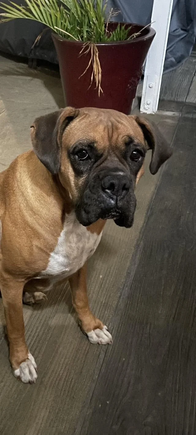 Nala3.jpg