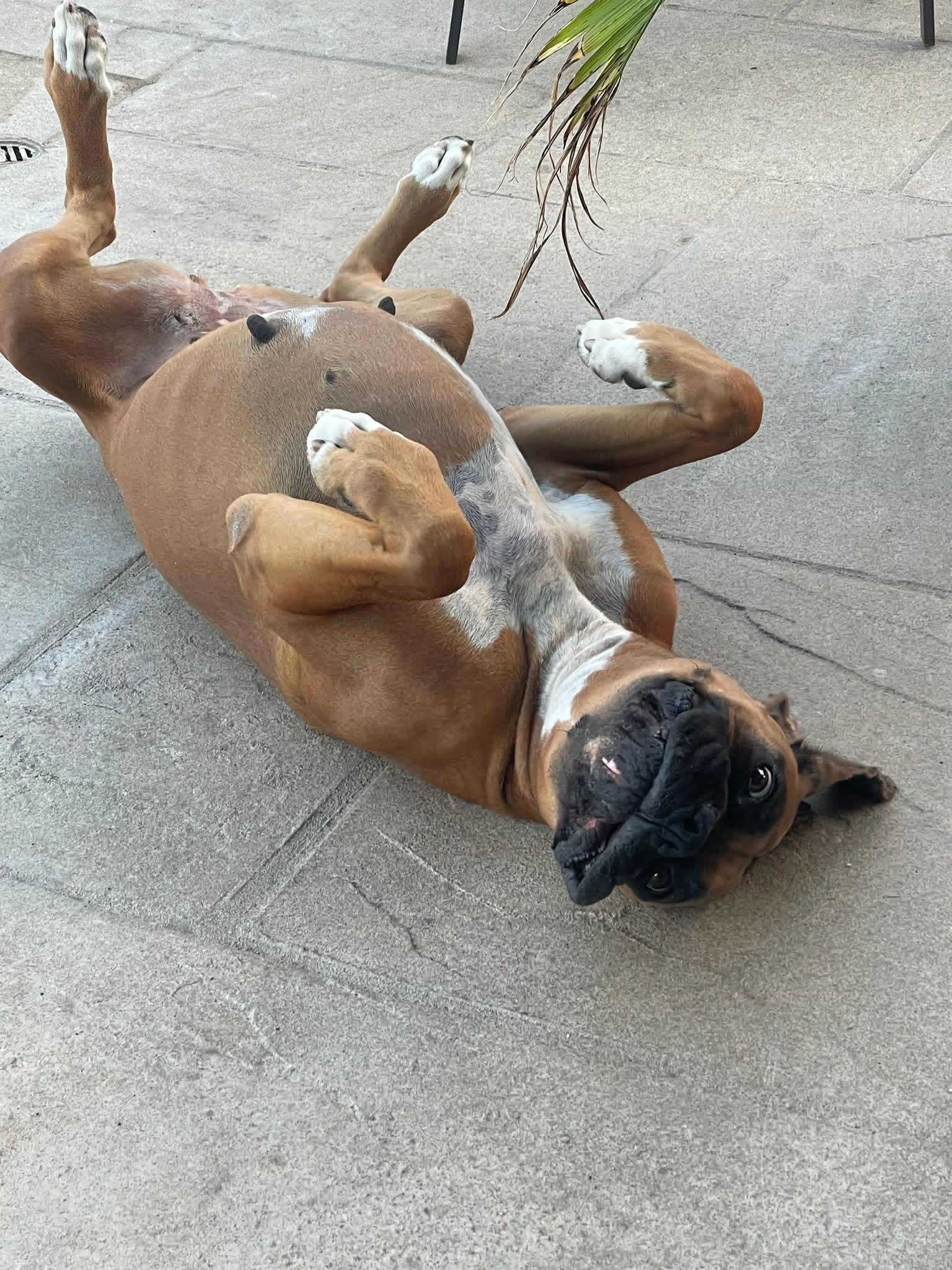 Nala4.jpg