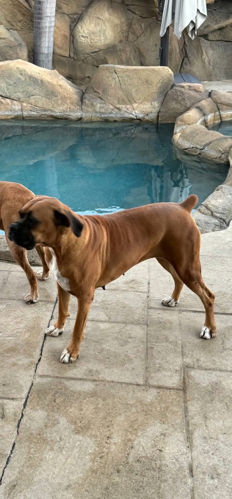 Nala5.jpg