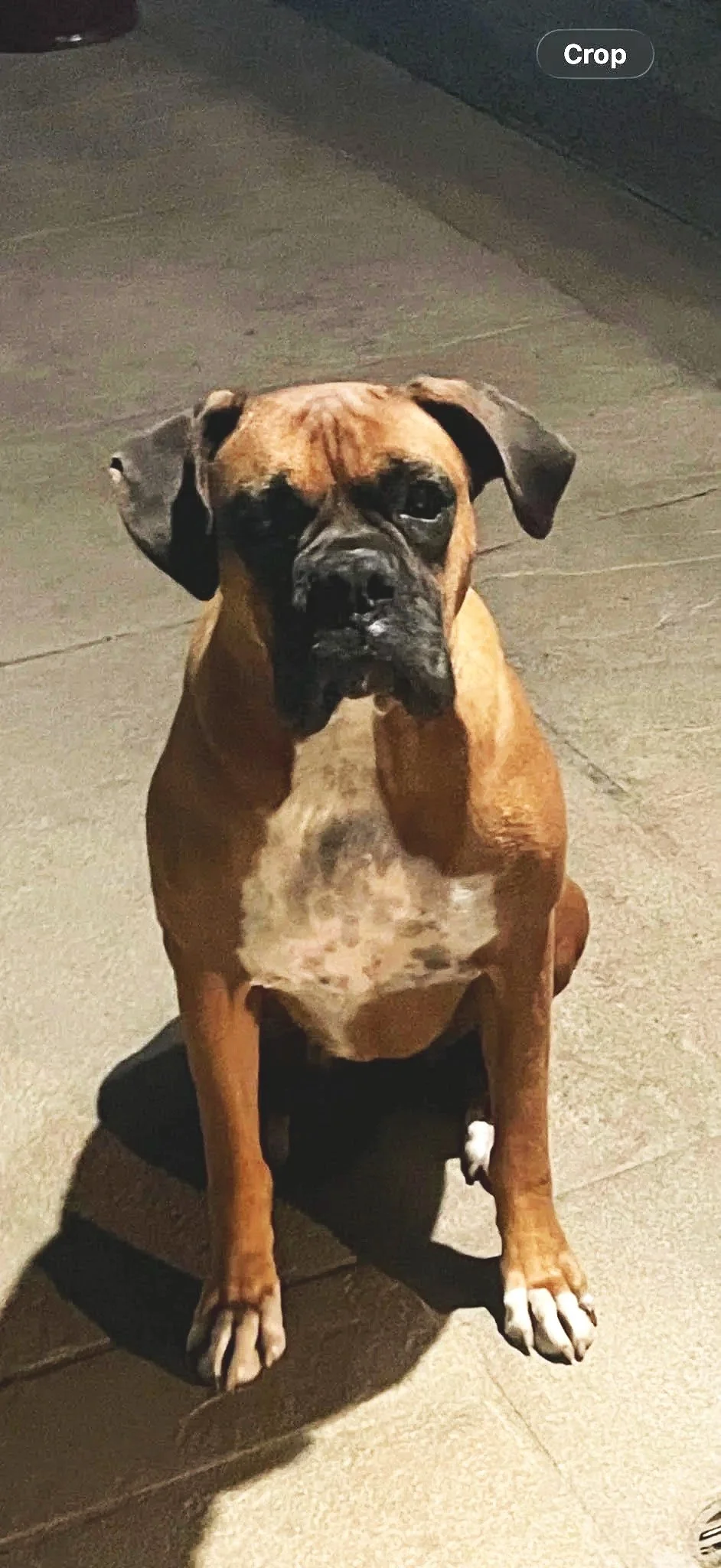 Nala1.jpg