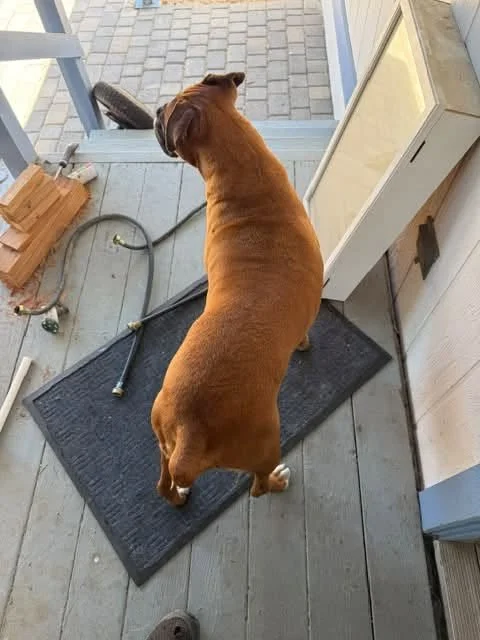 Lucy2.jpg