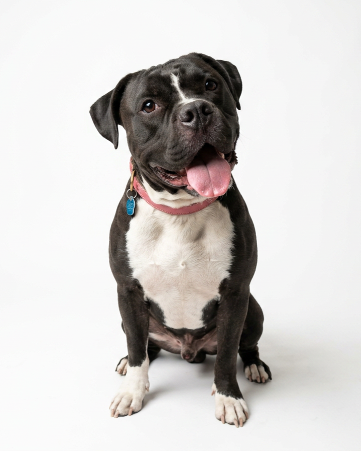  Huey  - Available!! 