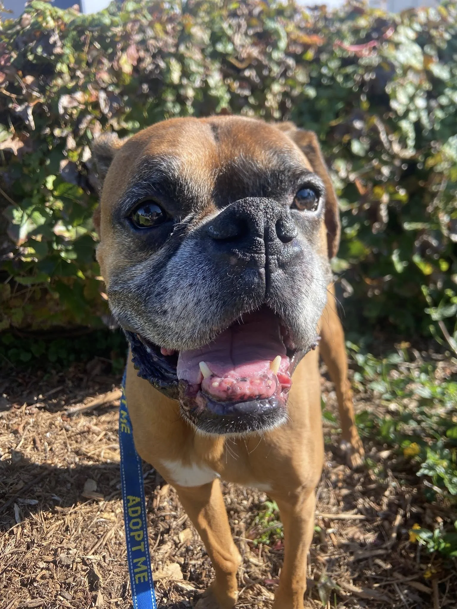  Rocky 3.0  - Needs Foster ASAP! 