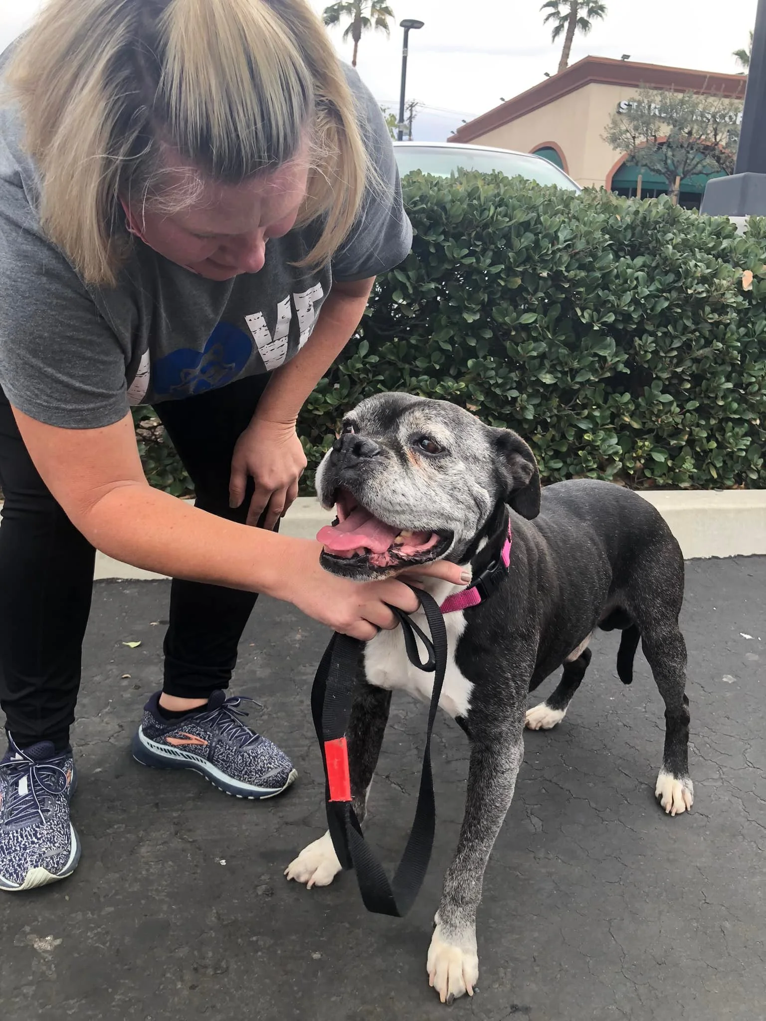 West Coast Boxer Rescue