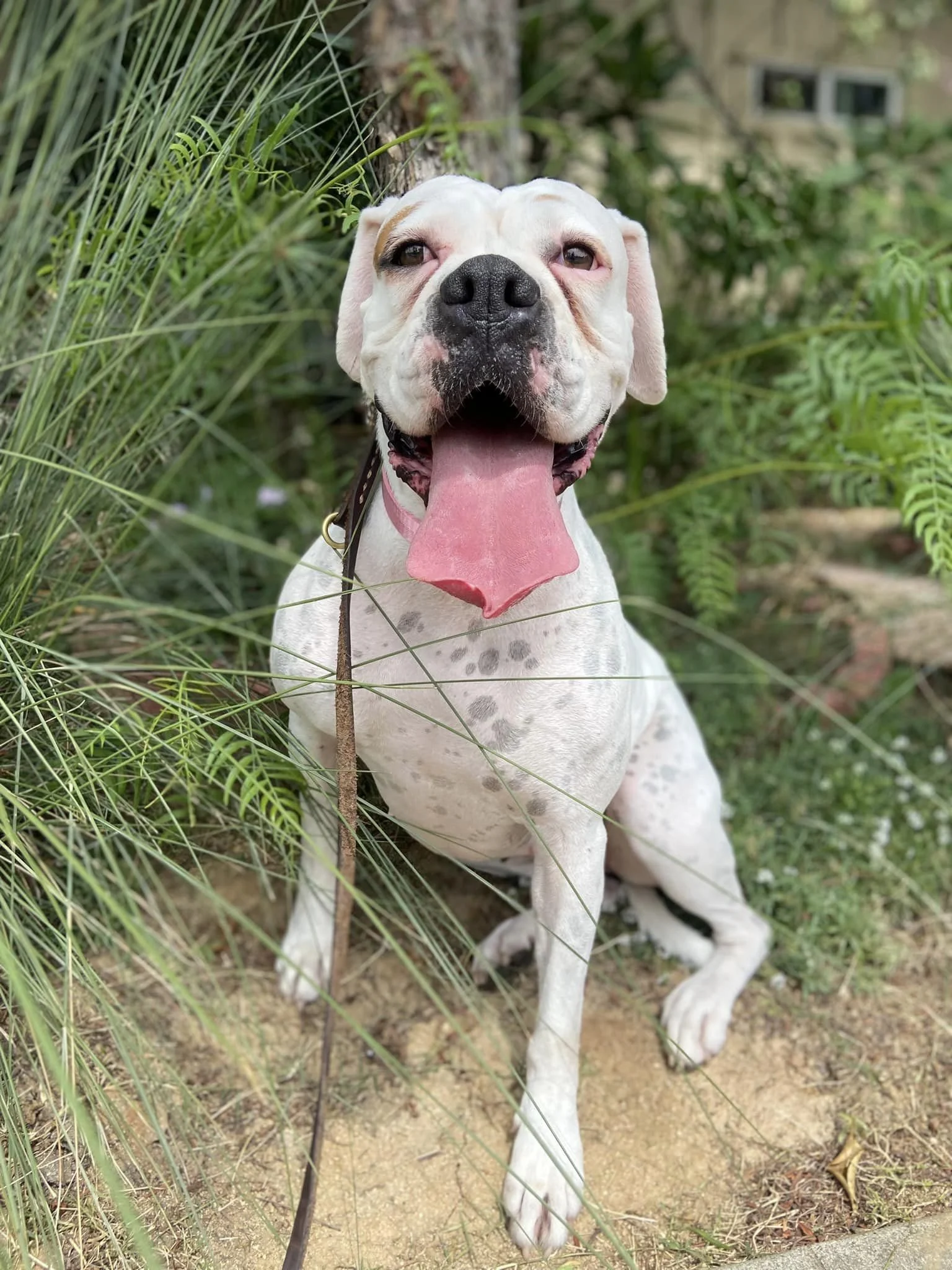  Mariah  - Available!! FOSTER NEEDED!!