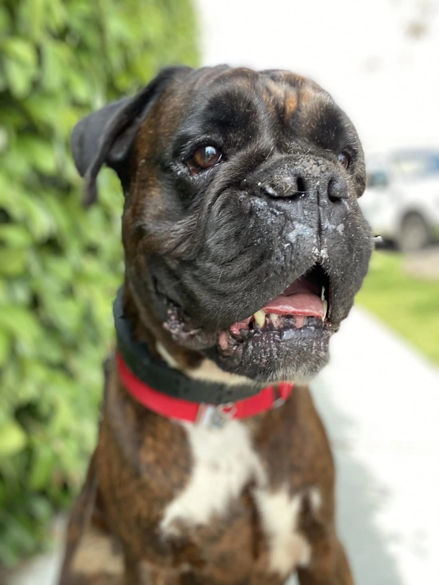  Diesel  - Special Needs