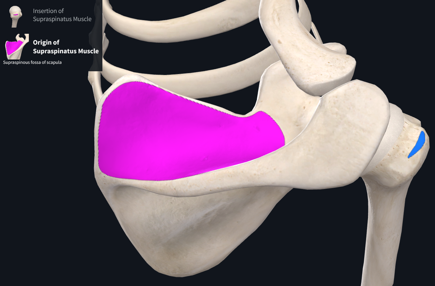 Supraspinatus attachment points.PNG