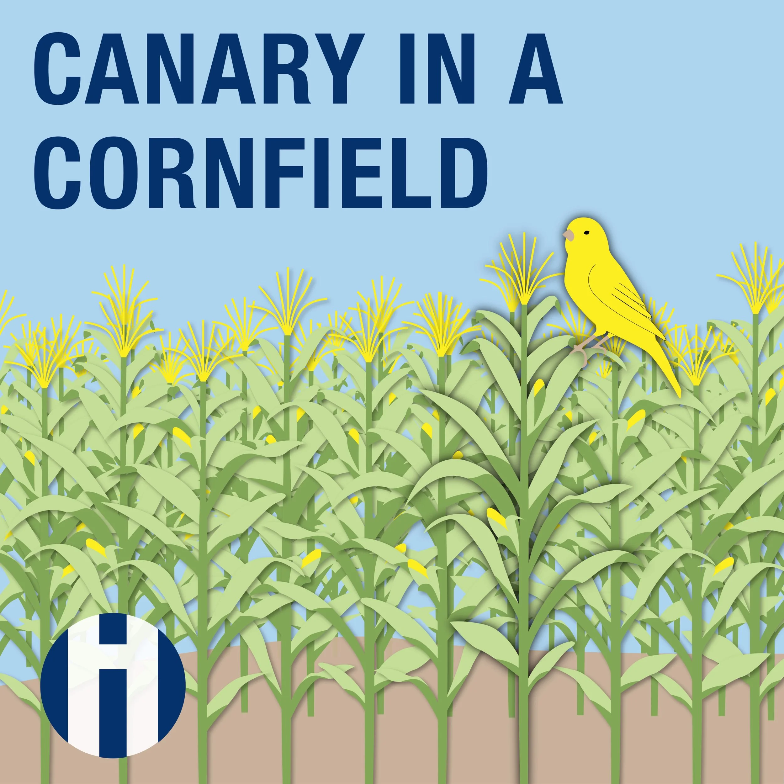 Canary in a Cornfield - The Harkin Institute
