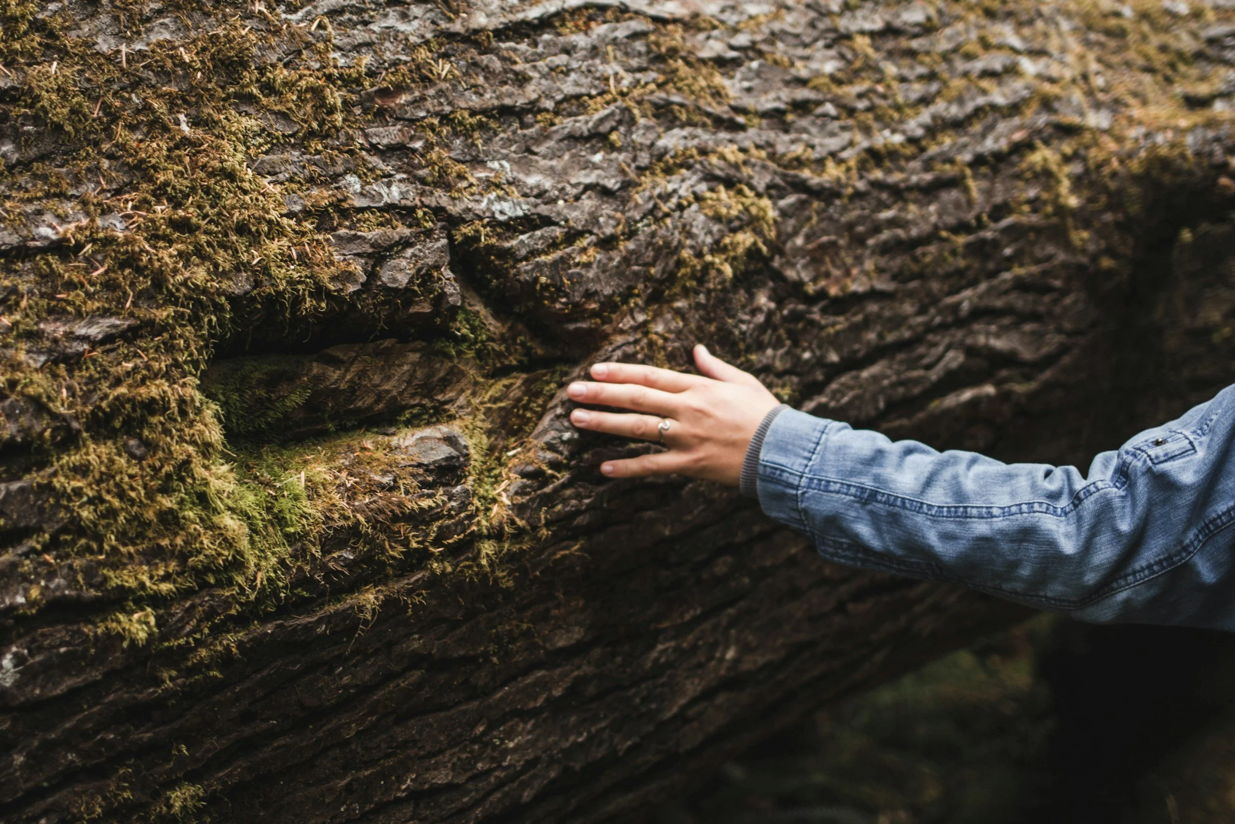 Person touching a moss-covered tree trunk in a forest.