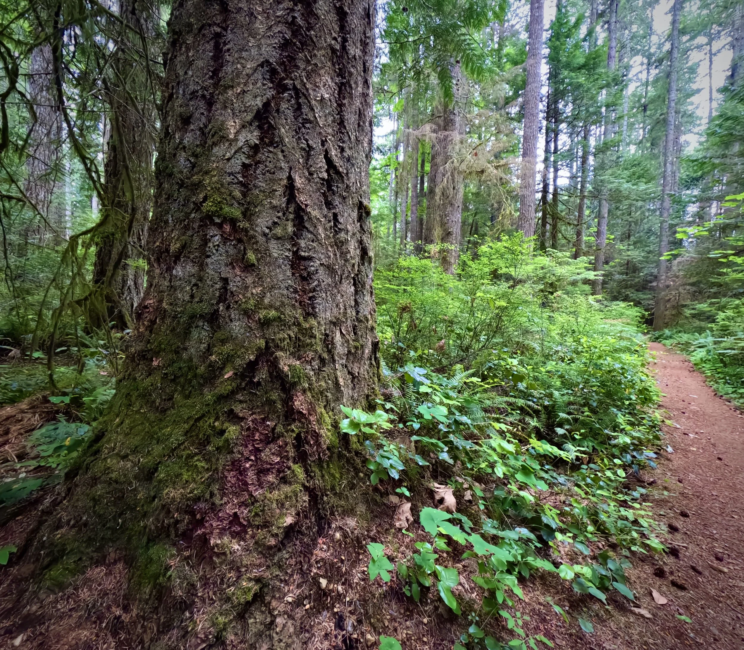 A forest scene with a large tree trunk in the foreground, surrounded by dense green foliage and tall trees, with a dirt path on the right side.