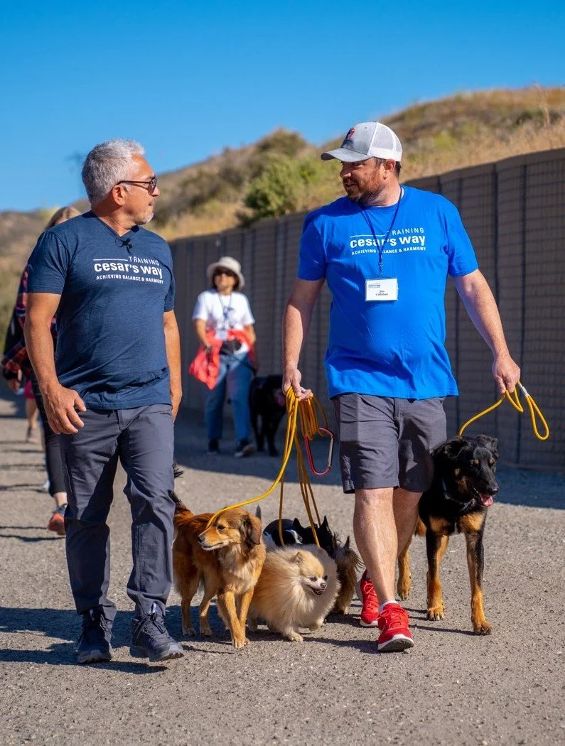 Meet Our Trainer — The Gold Leash Pet Hotel & Daycare