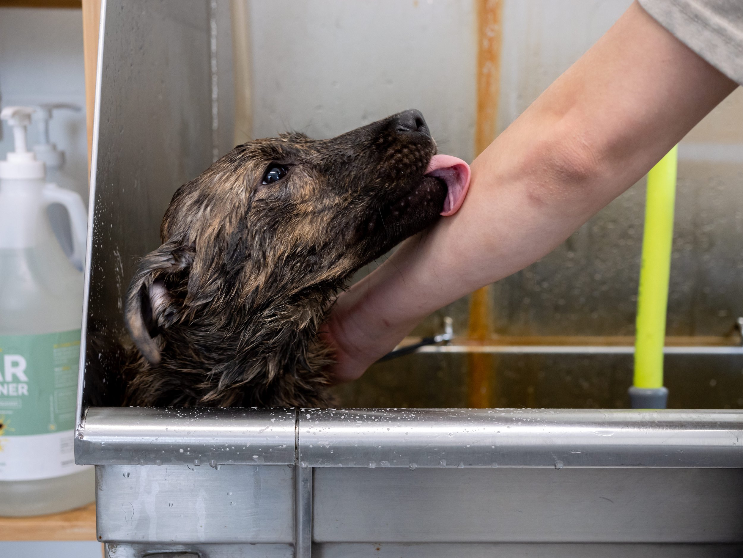 Services & Rates — The Gold Leash Pet Hotel & Daycare