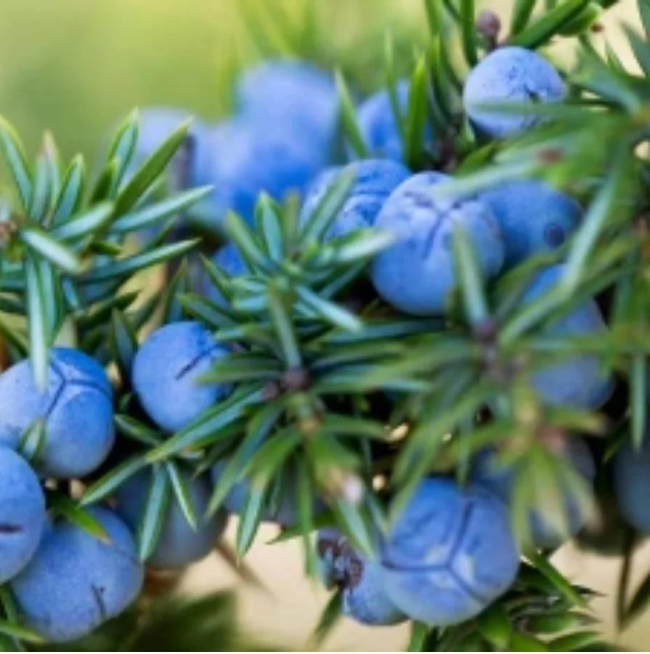 Juniper Berry Essential Oil