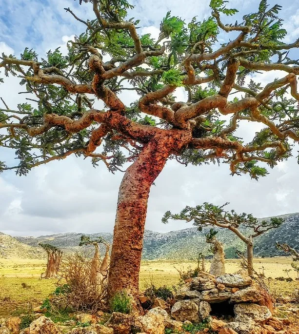 Frankincense Essential Oil