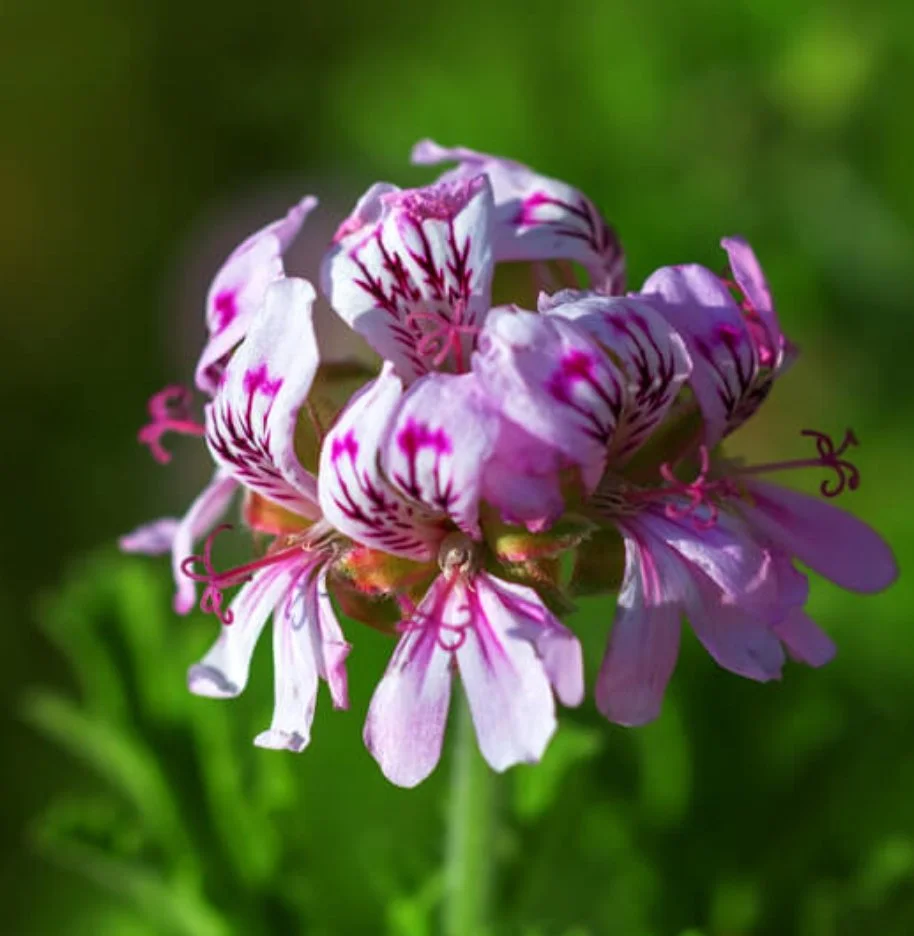 Rose Geranium Essential Oil