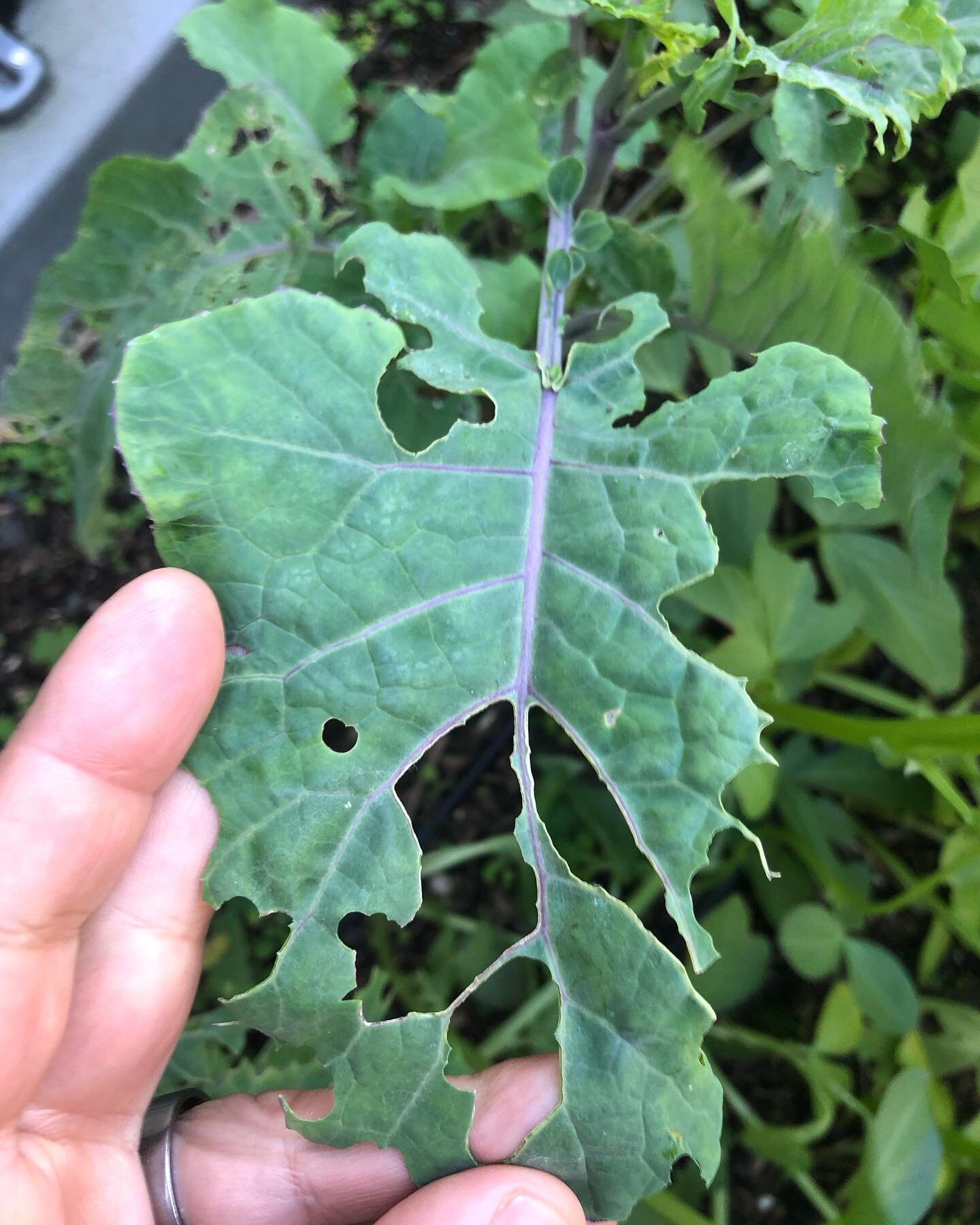 I&rsquo;m surprised to still see these little savages being that it&rsquo;s so cold out. Usually they go away during the winter months here in the Bay Area. These will be feed to my tiny dinos. Are you still seeing cabbage moth caterpillars in your g