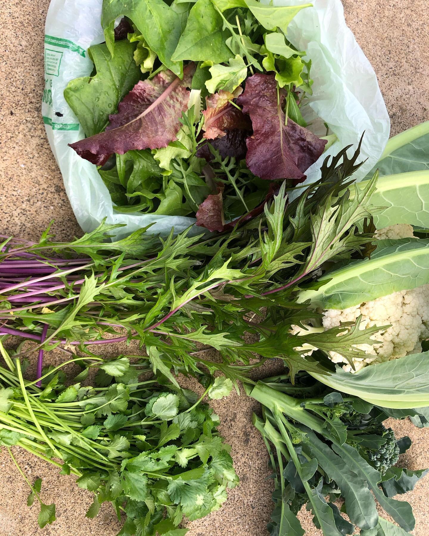 One of this week&rsquo;s harvest. This chilly weather makes these veggies oh so tasty.