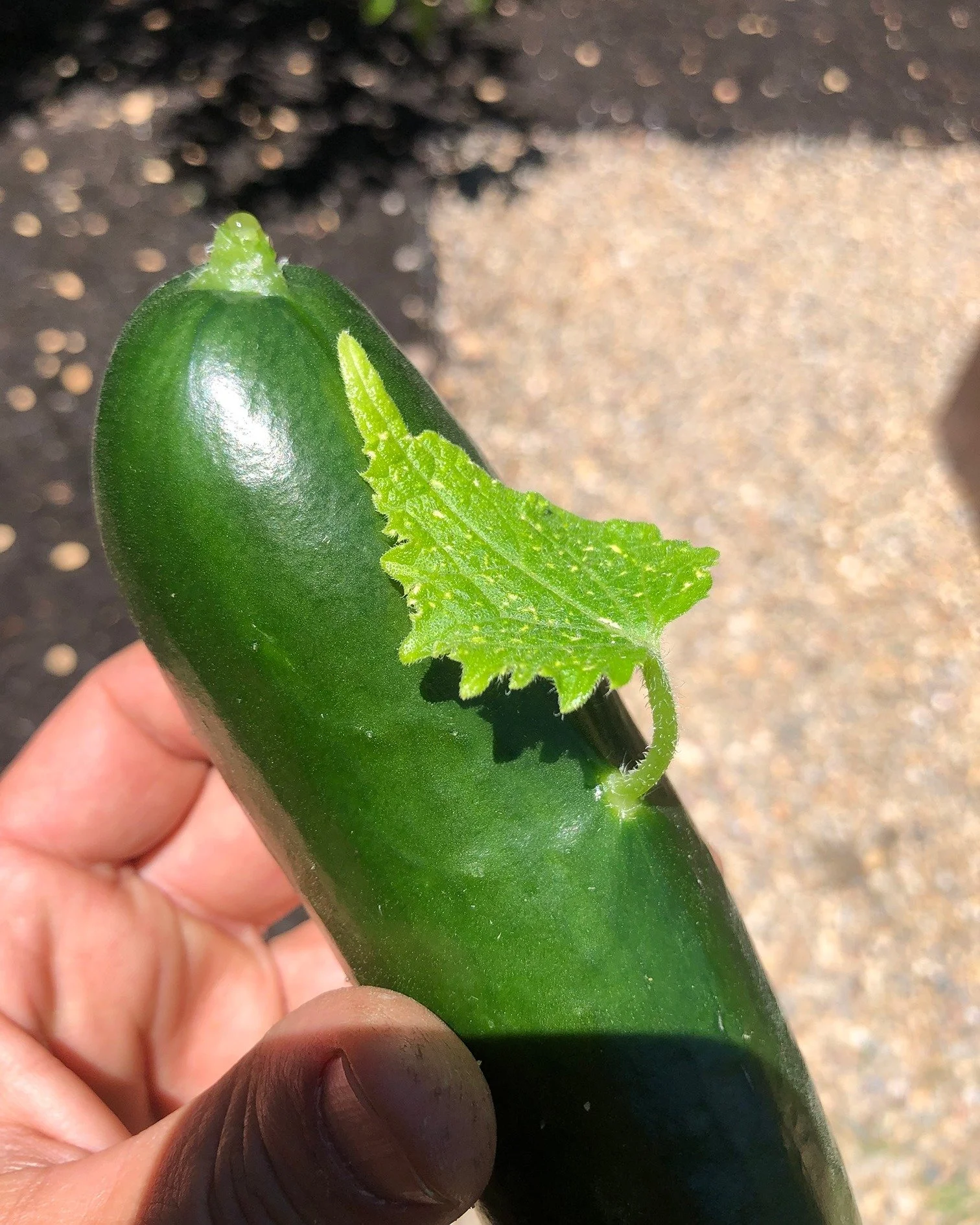 Weird Huh? This isn't a glitchy AI image, I pulled this directly from one of my clients' gardens. Can you come up with any names for this creepy cucumber?