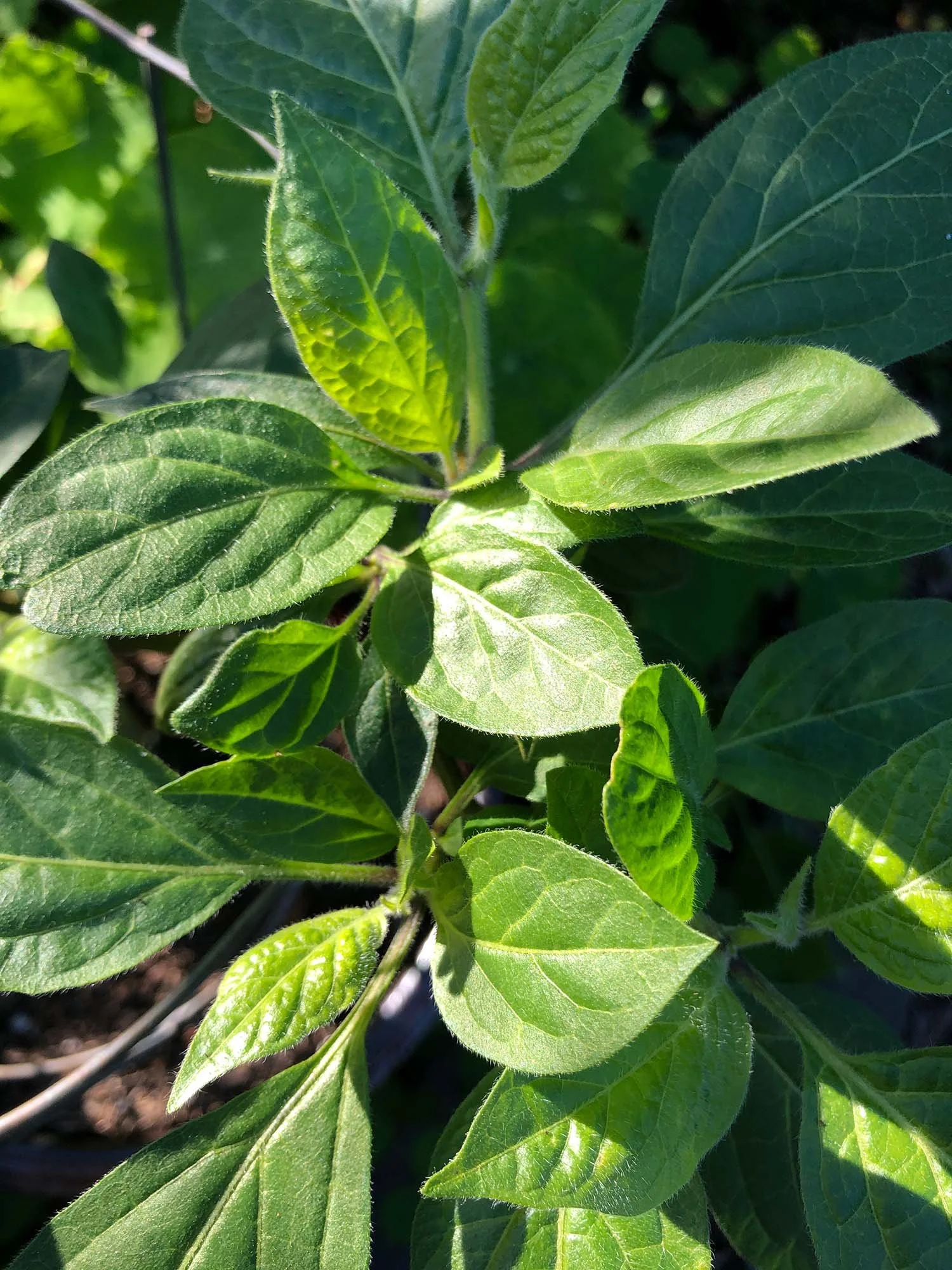 Spice Up Your Bay Area Garden with the Resilient Rocoto Pepper!