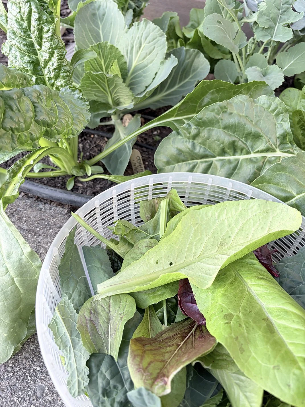 Harvest Highlights: The Anatomy of a Perfect Salad