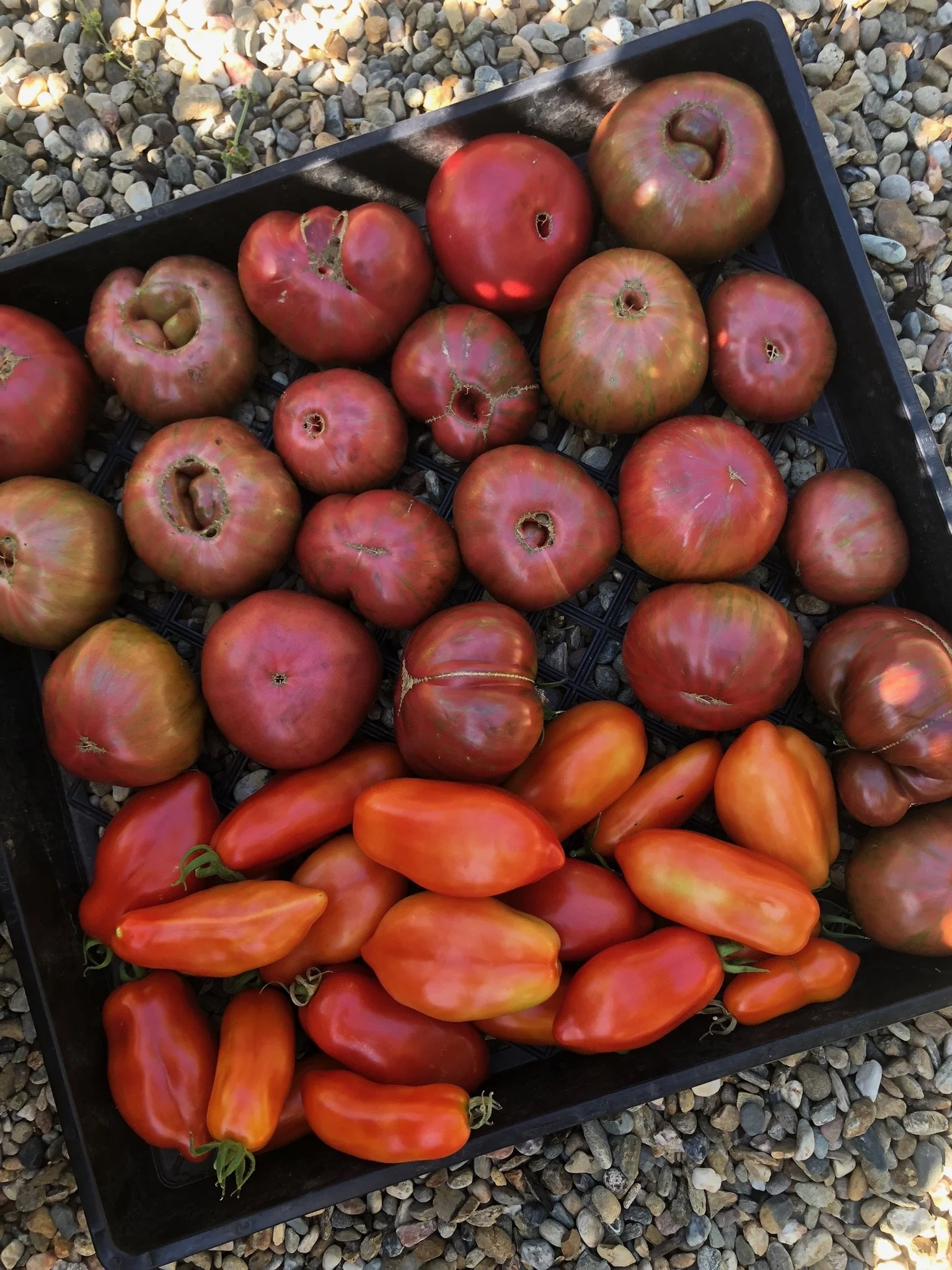 NF_TomatoHarvest.jpg