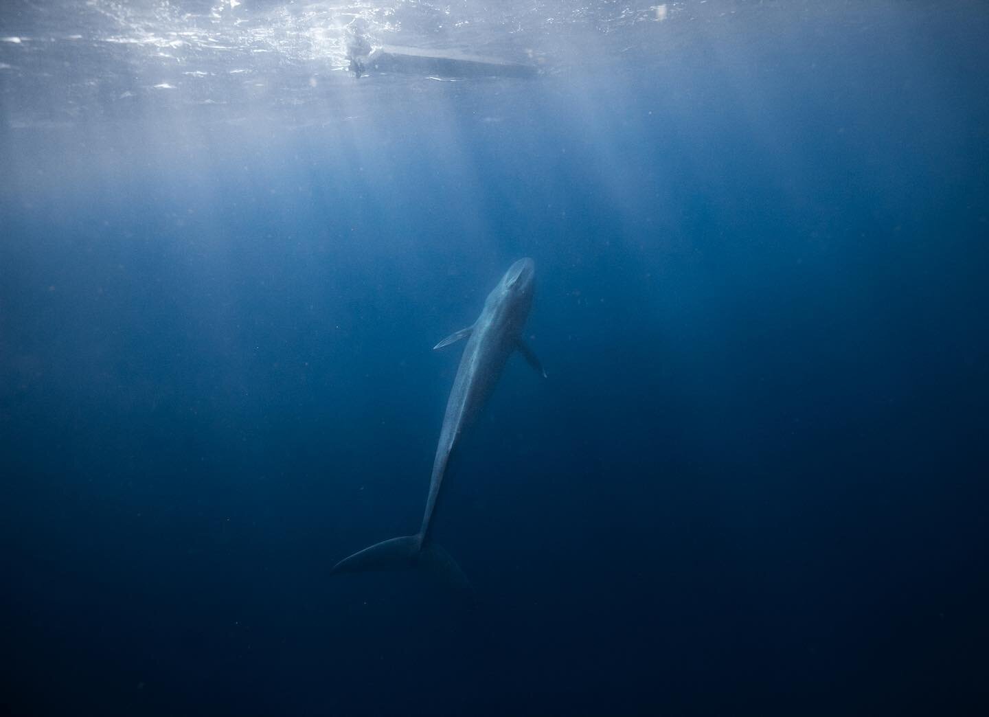 Sharing the water with a blue whale reminded me of words from one of my favorite books. In &ldquo;A Field Guide to Getting Lost,&rdquo; Rebecca Solnit paints an image of a blue world, juxtaposing the blue of distances in landscapes with the blue of l